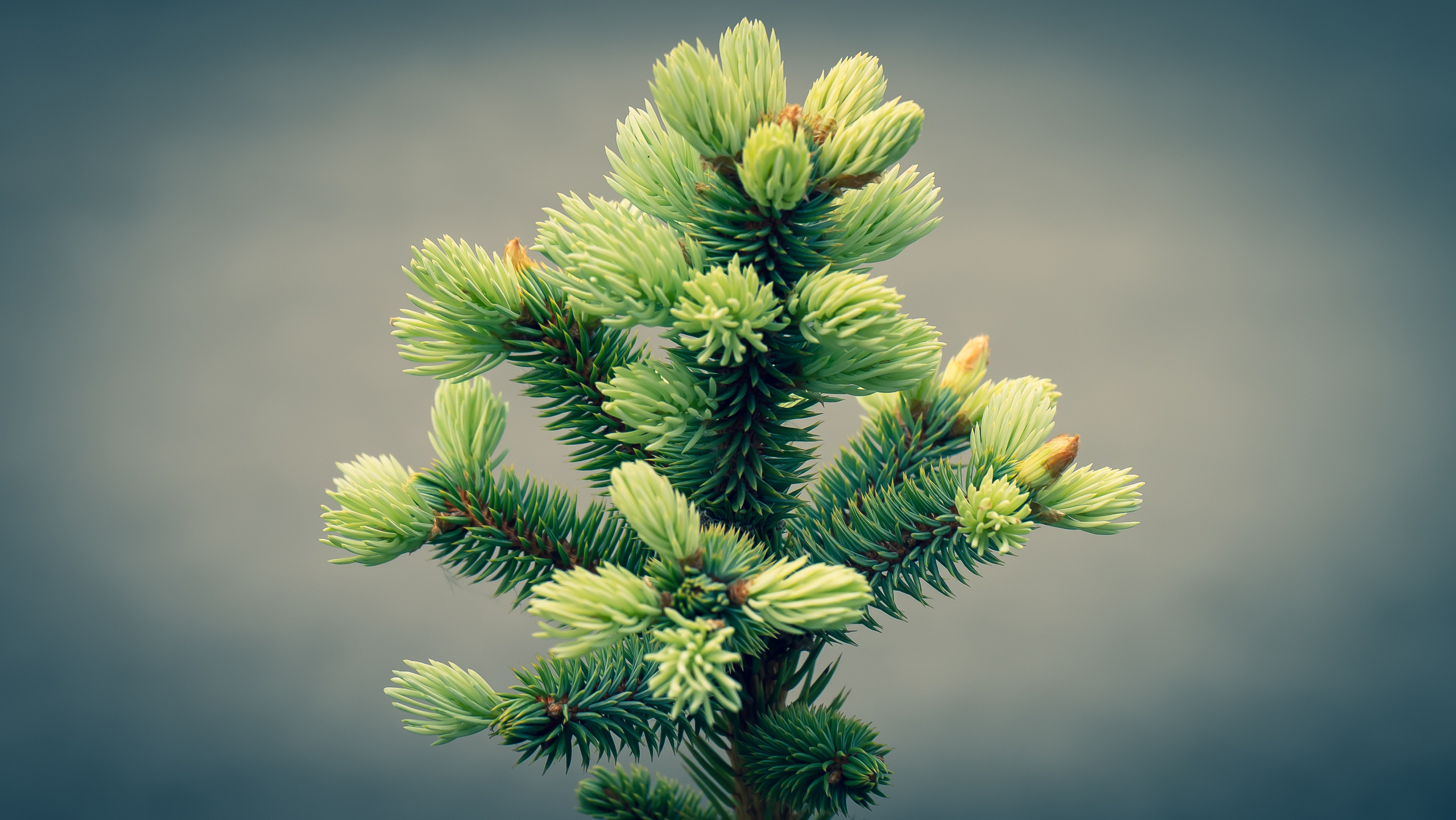 Цветы. Kostarev.photo