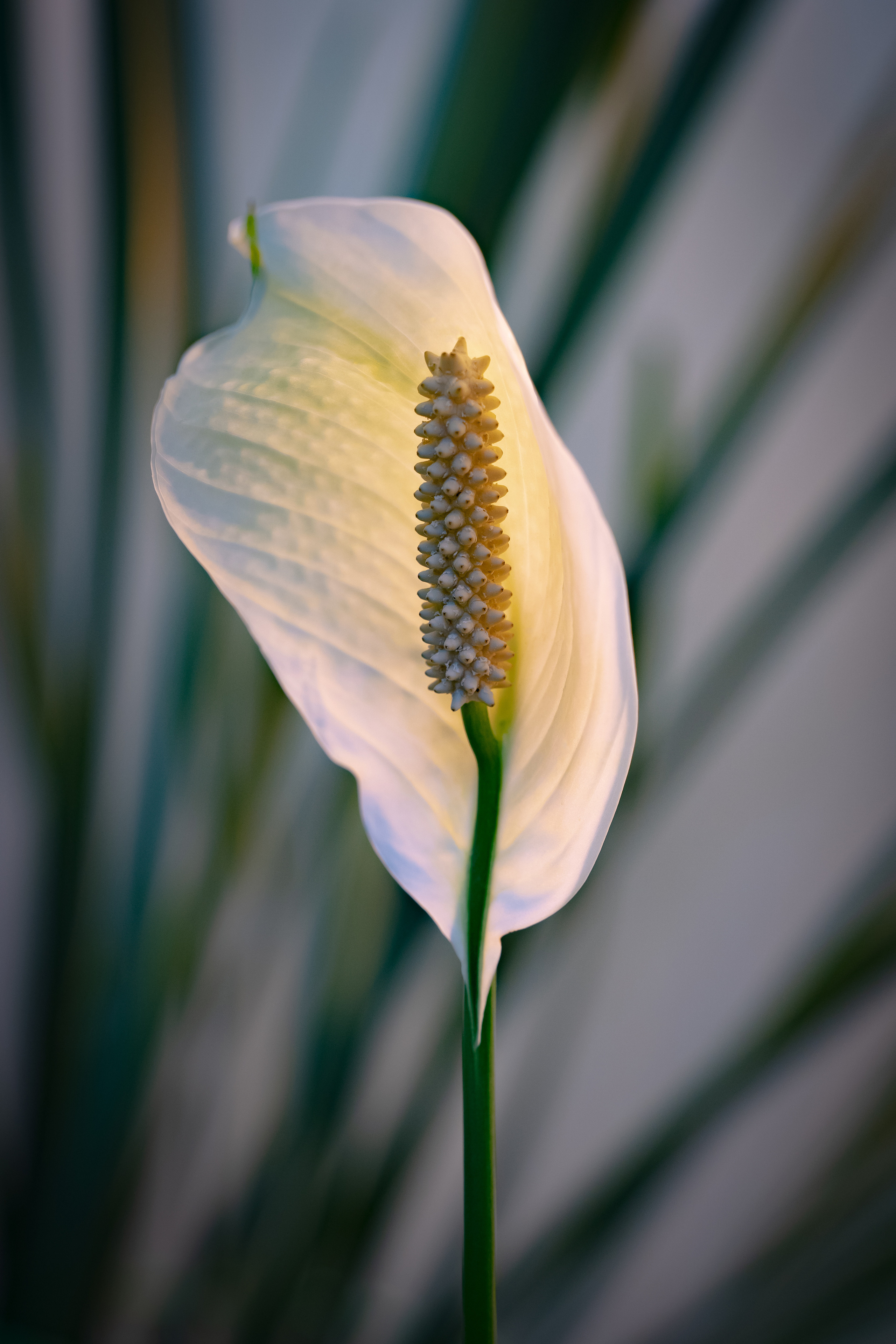 Цветы. Kostarev.photo