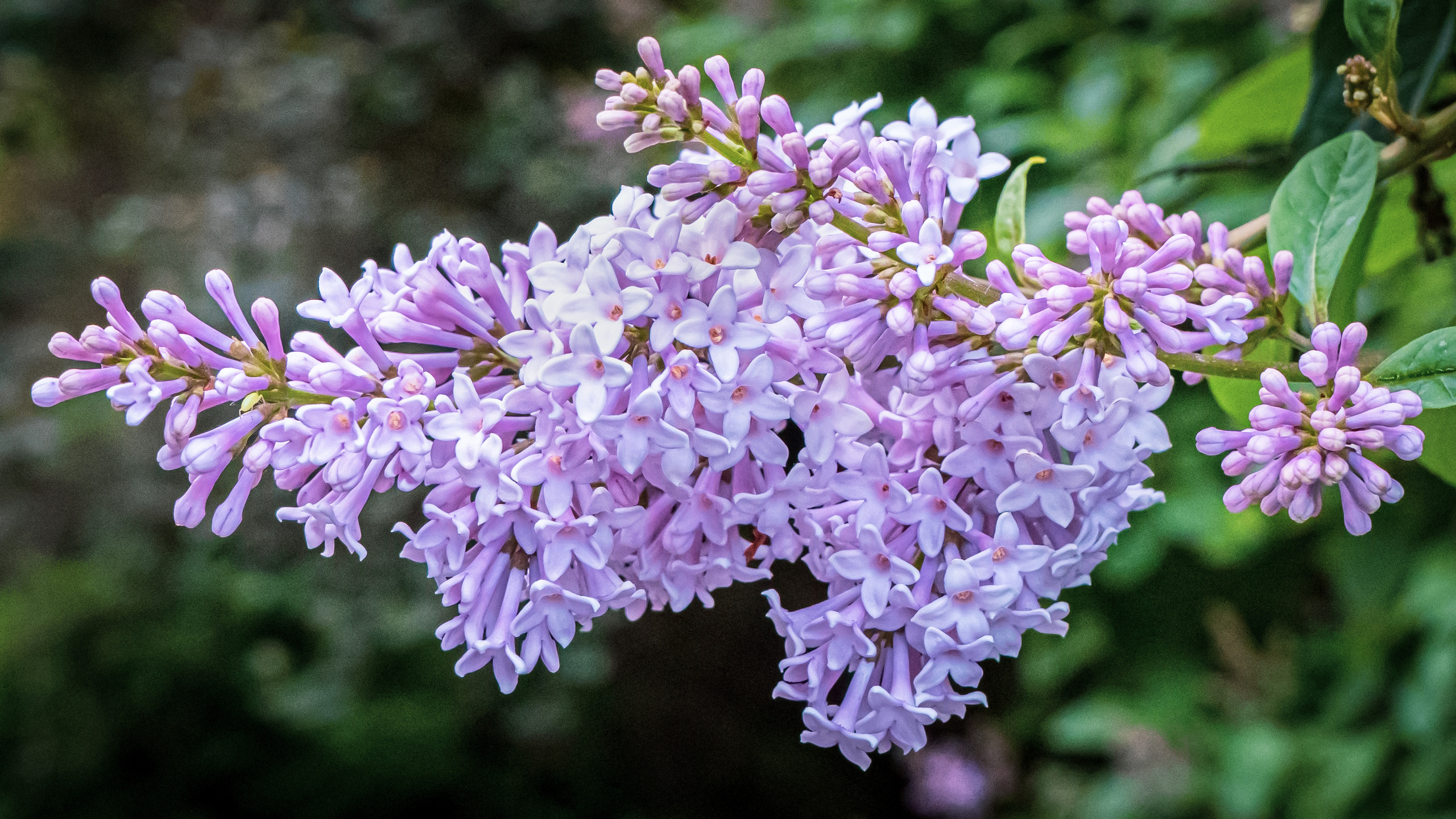 Цветы. Kostarev.photo