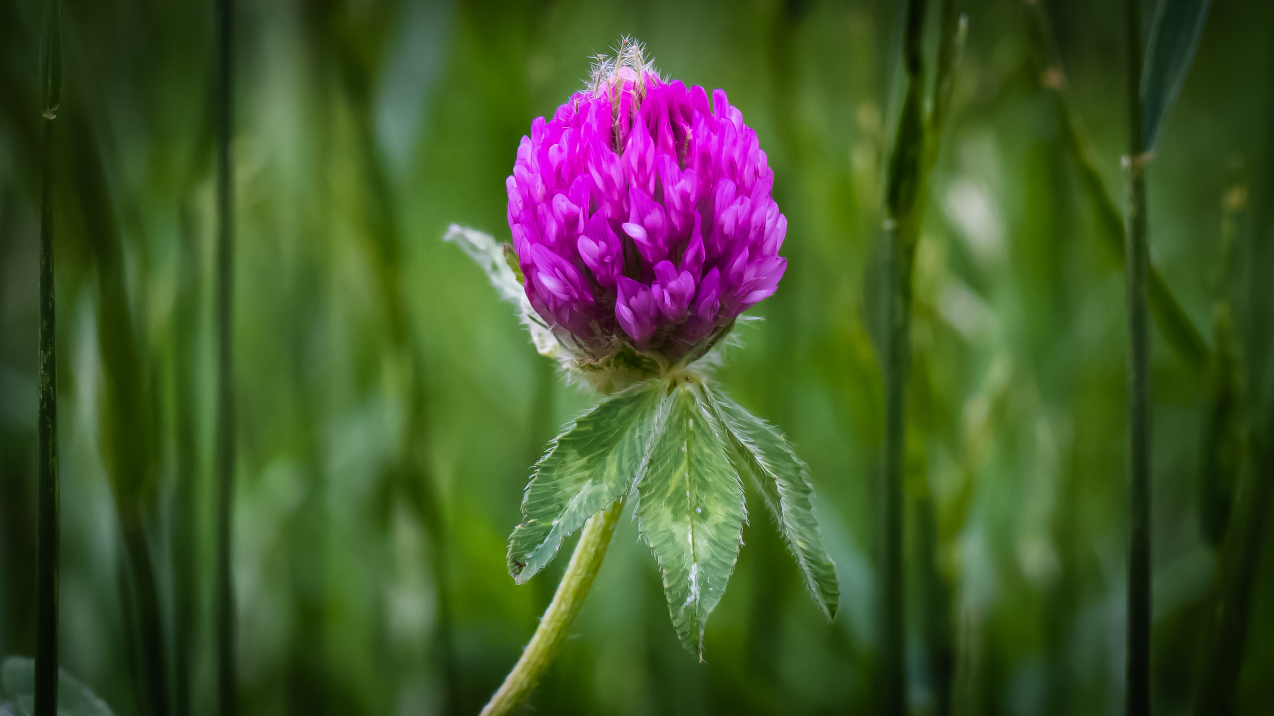 Цветы. Kostarev.photo