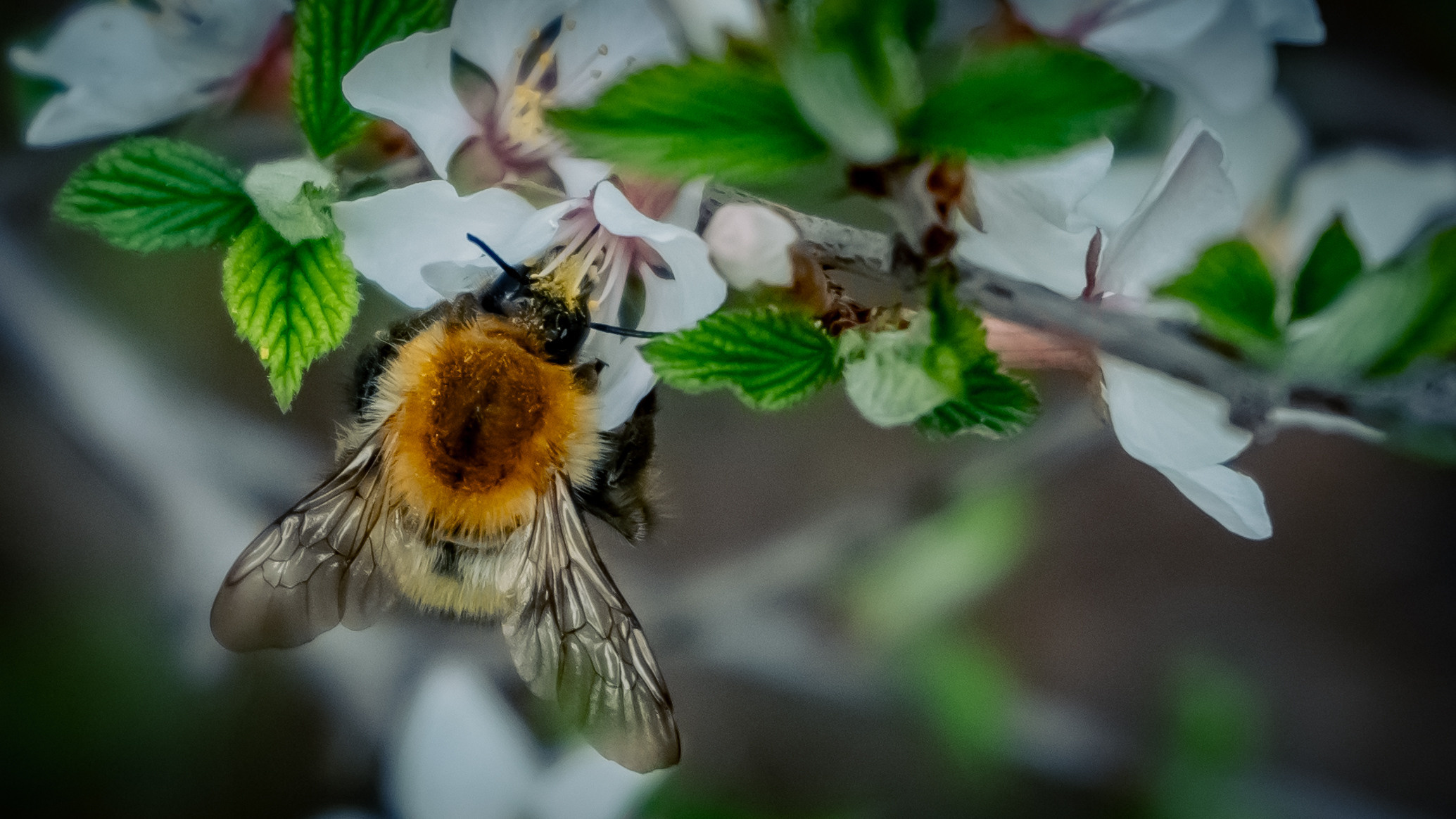 Цветы. Kostarev.photo