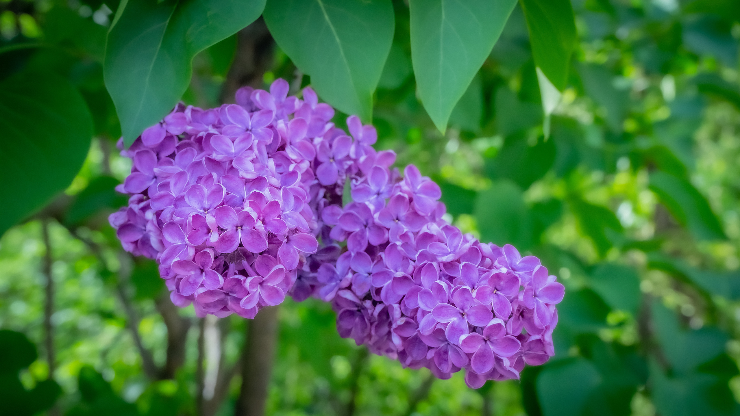 Цветы. Kostarev.photo