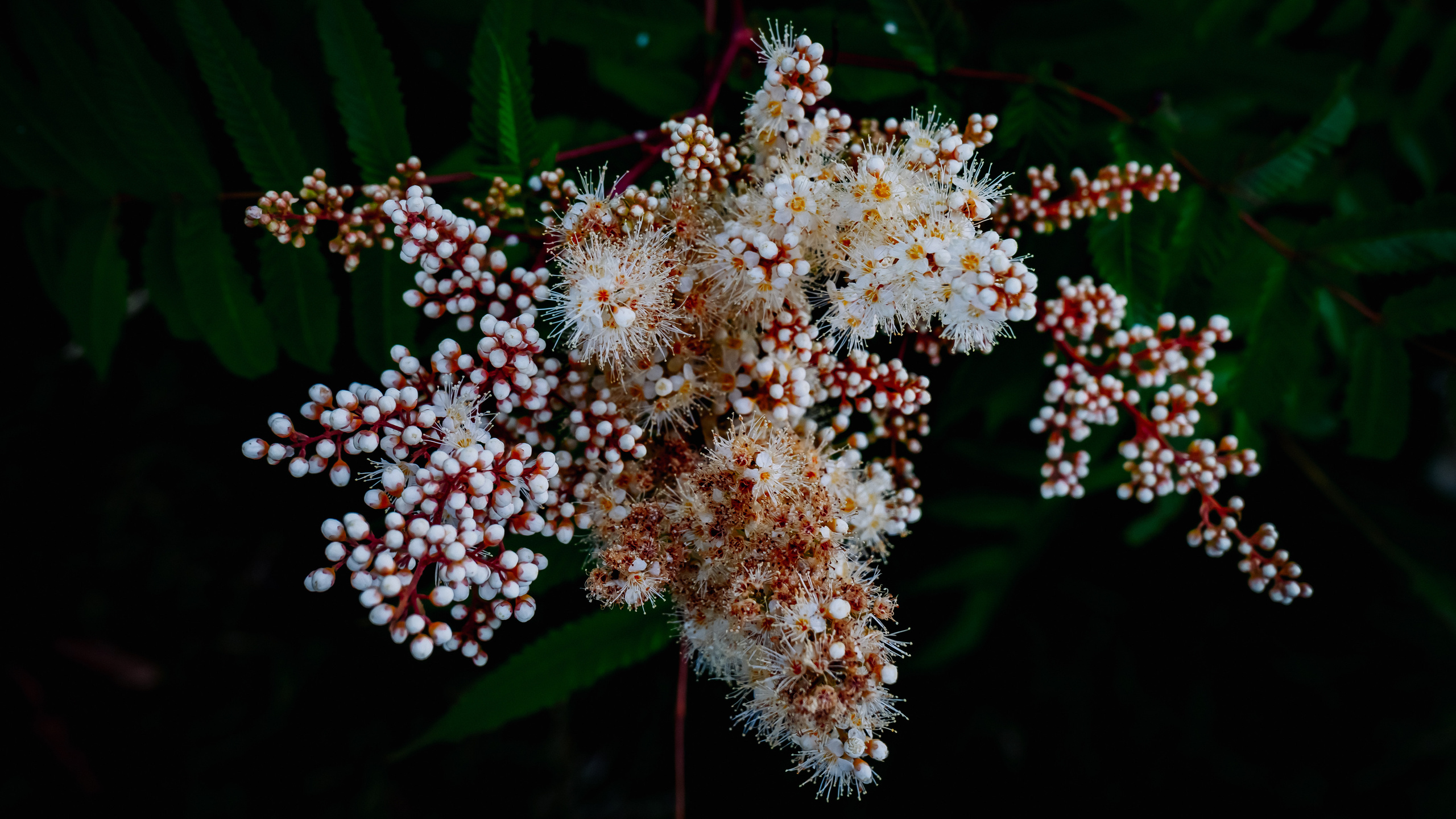 Цветы. Kostarev.photo