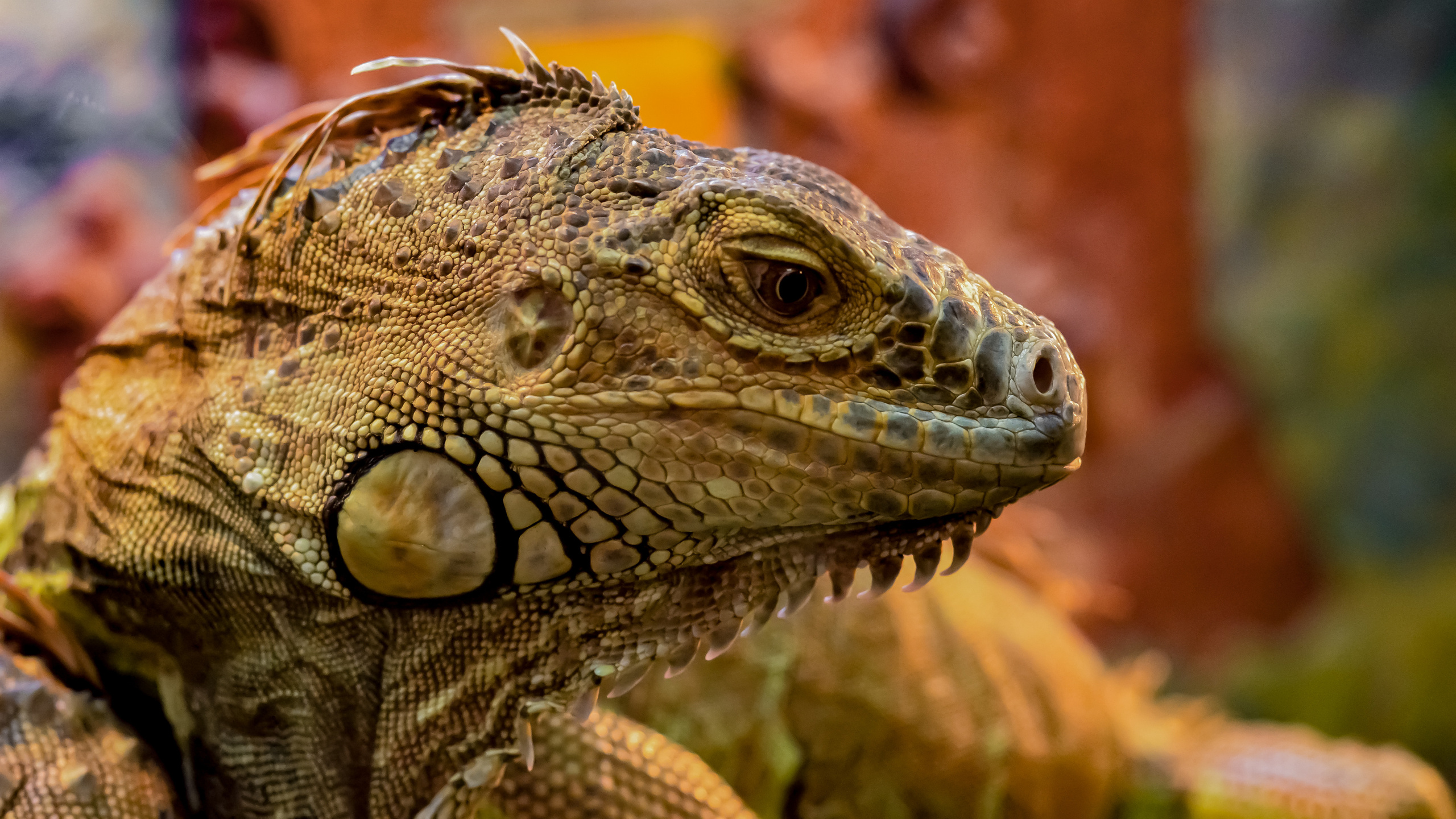 Животные. Kostarev.photo