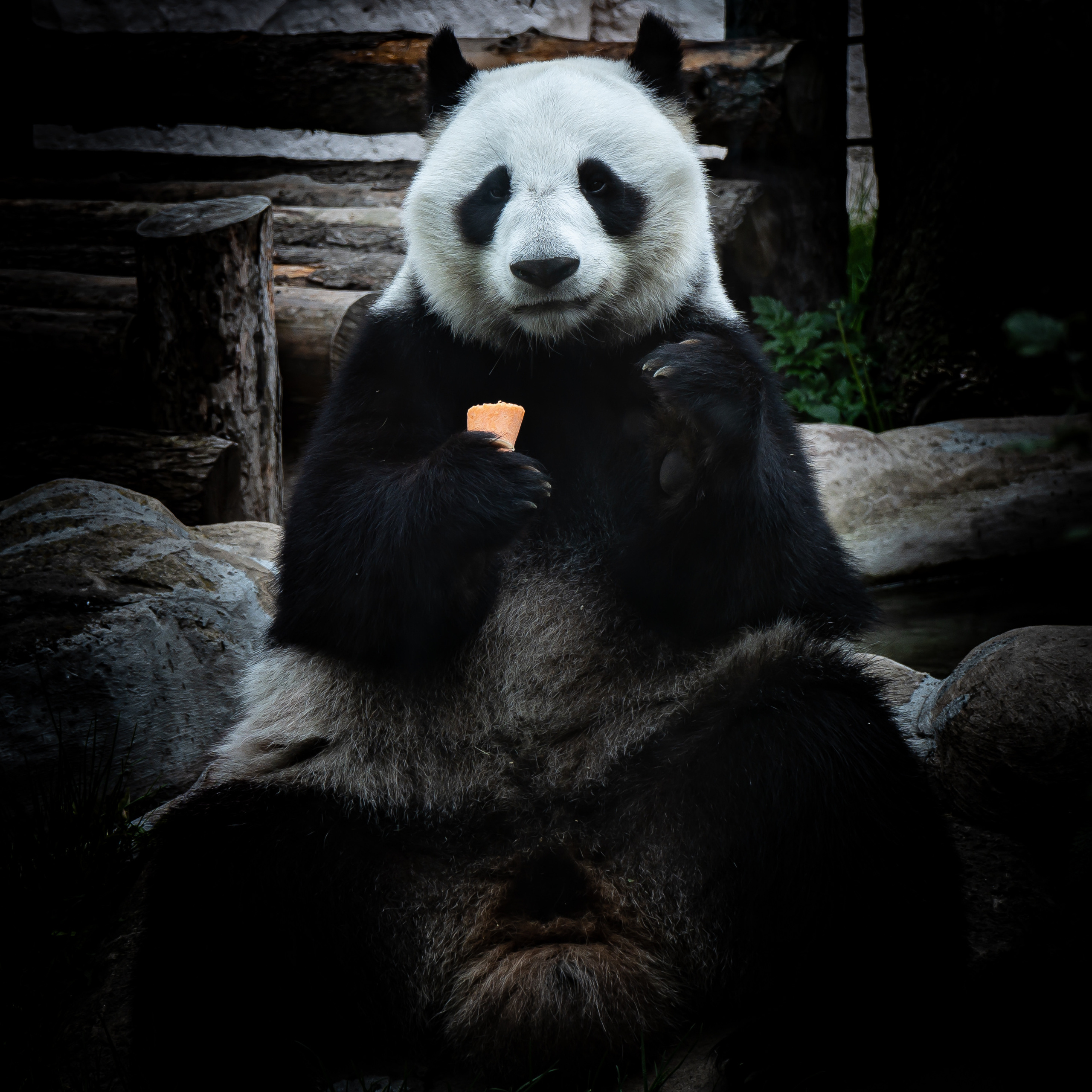 Животные. Kostarev.photo