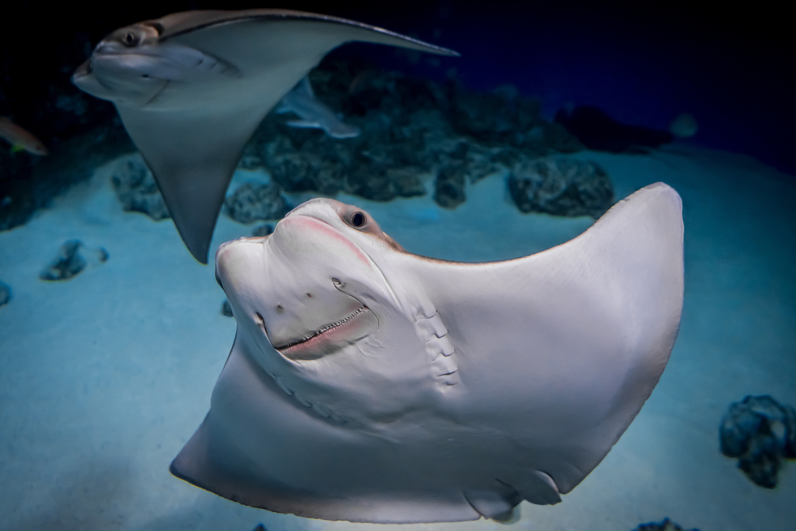 Животные. Kostarev.photo