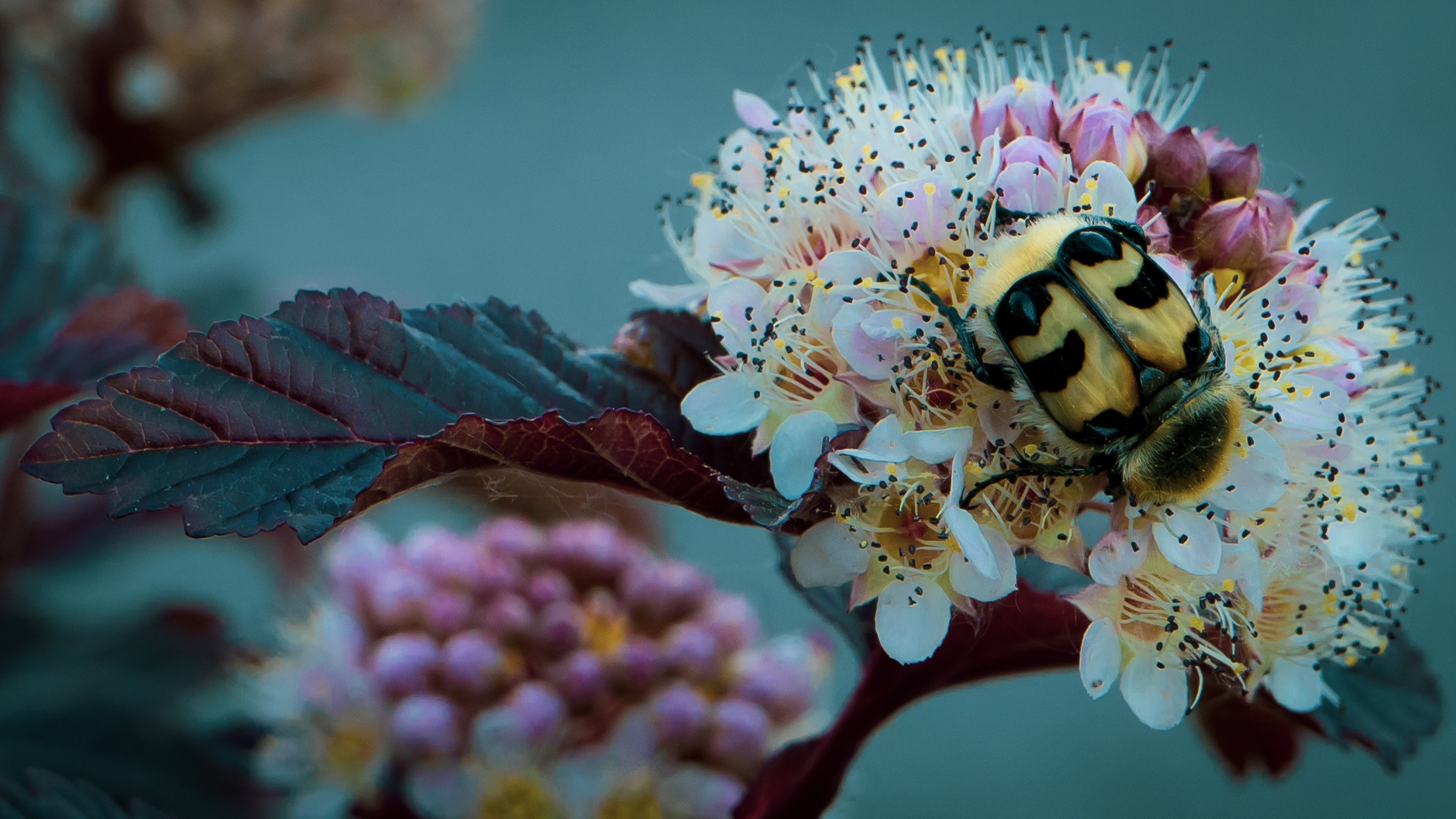 Цветы. Kostarev.photo