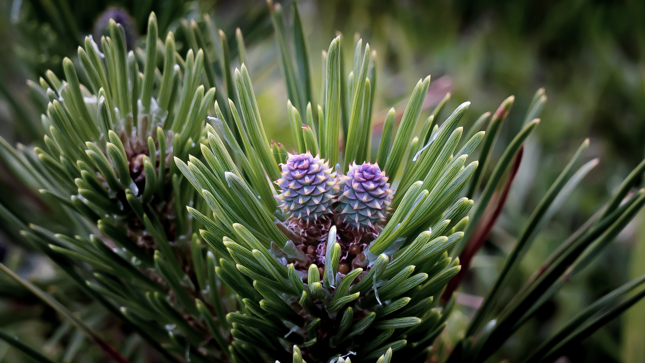 Цветы. Kostarev.photo