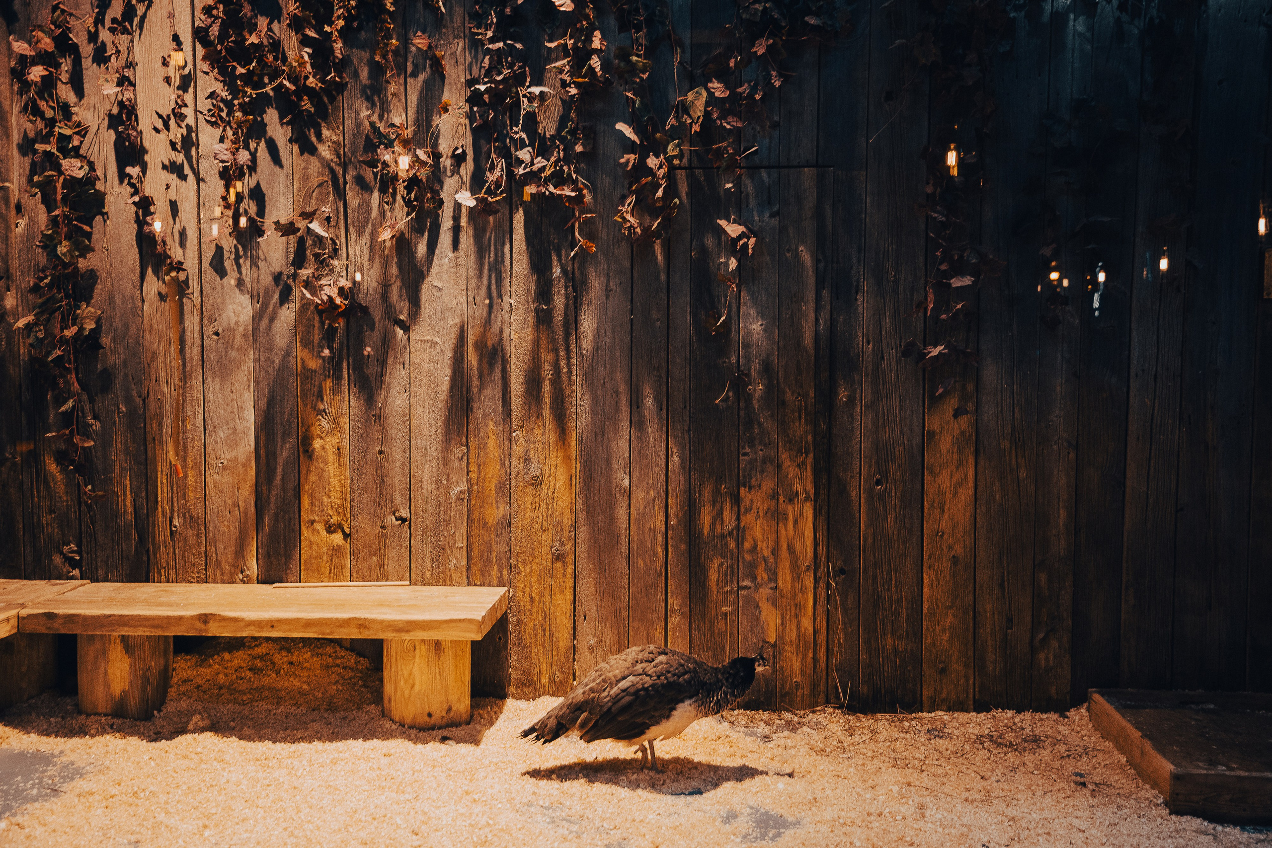 14 февраля в ресторане «Шинок». Репортажный Фотограф Александр Назаров. Москва и М.О