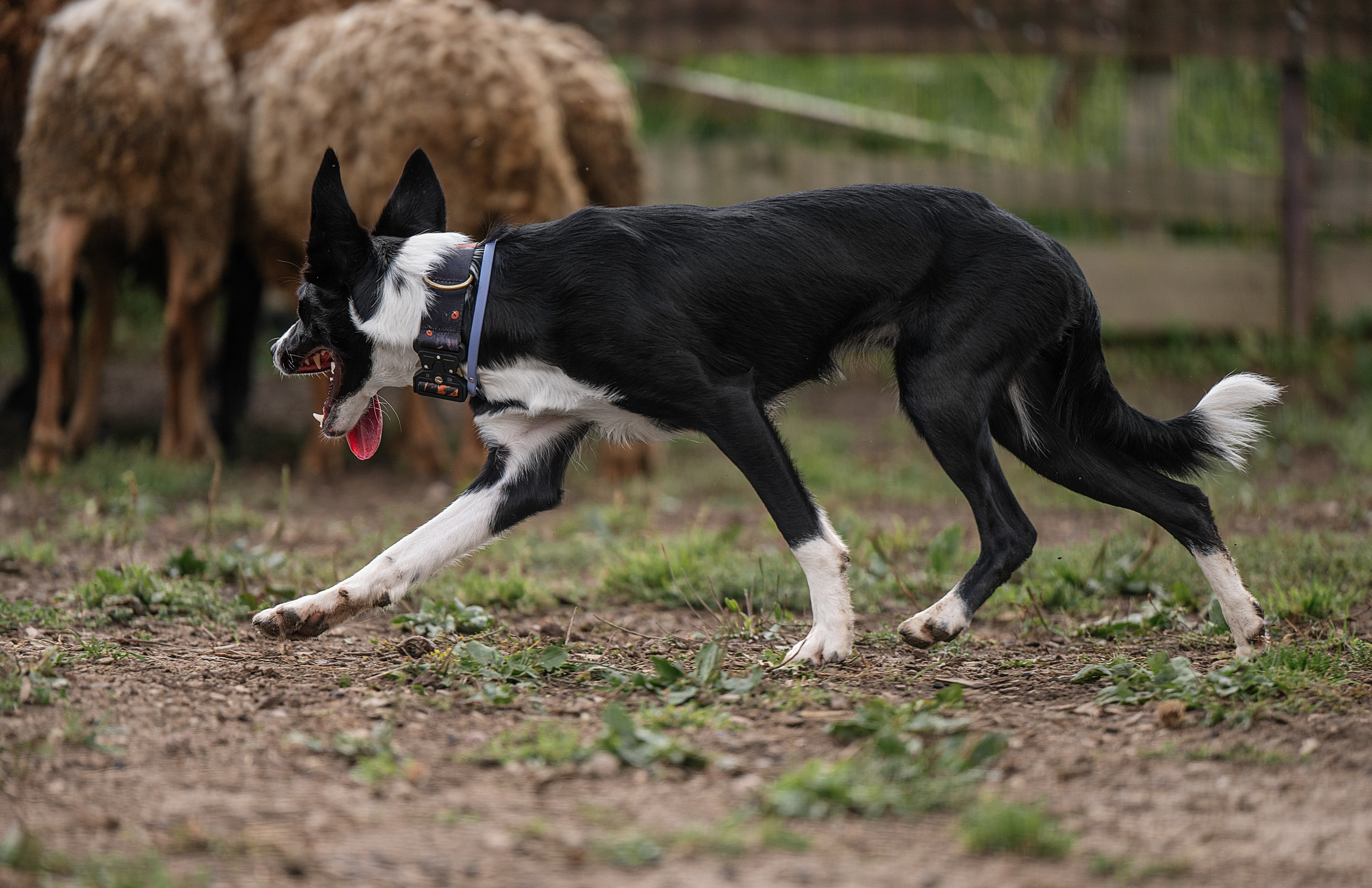 Тренировки пастьбы. Фотограф-анималист Виктория Симонова. СПб