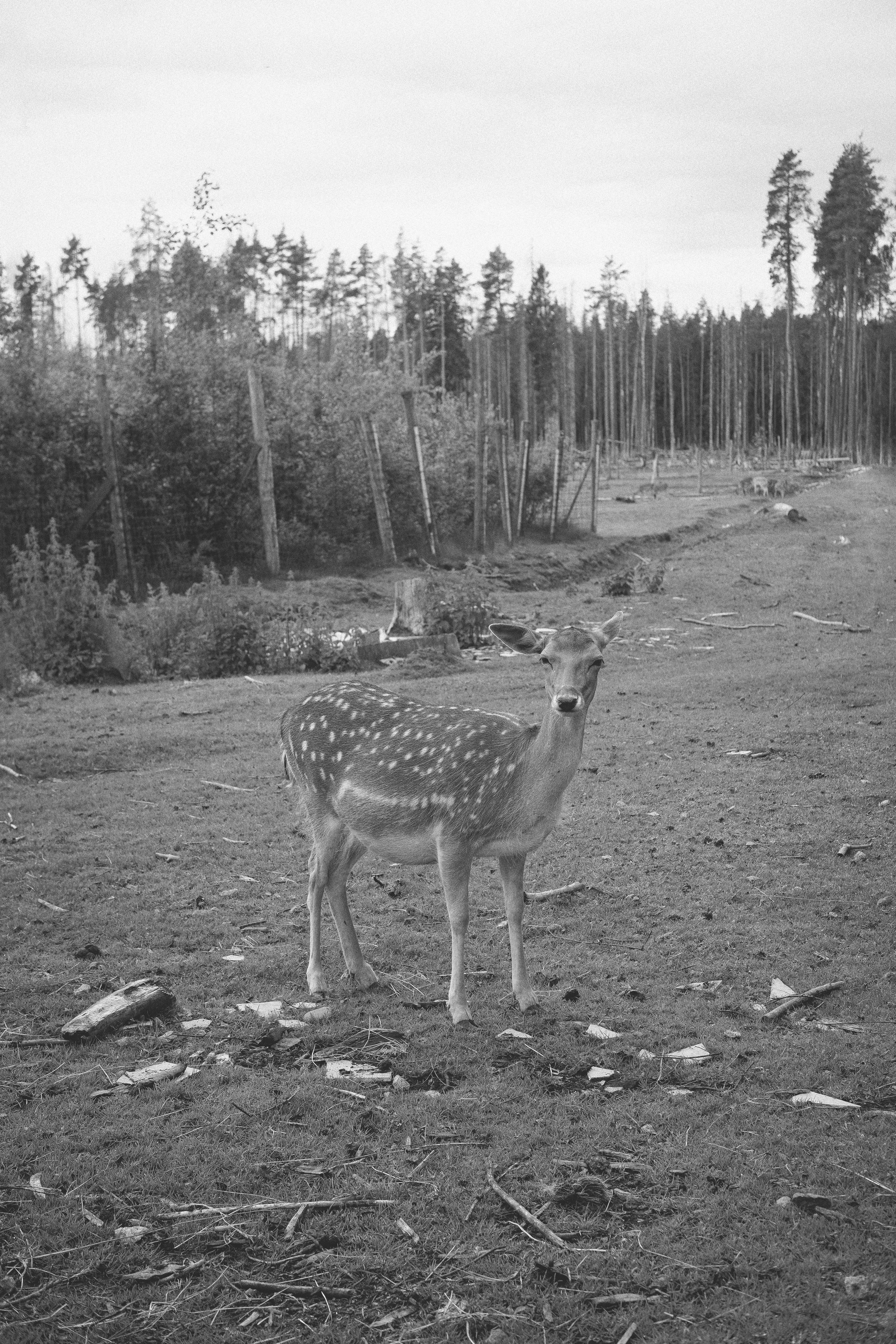 Лето. Фотограф Piskareva Daria