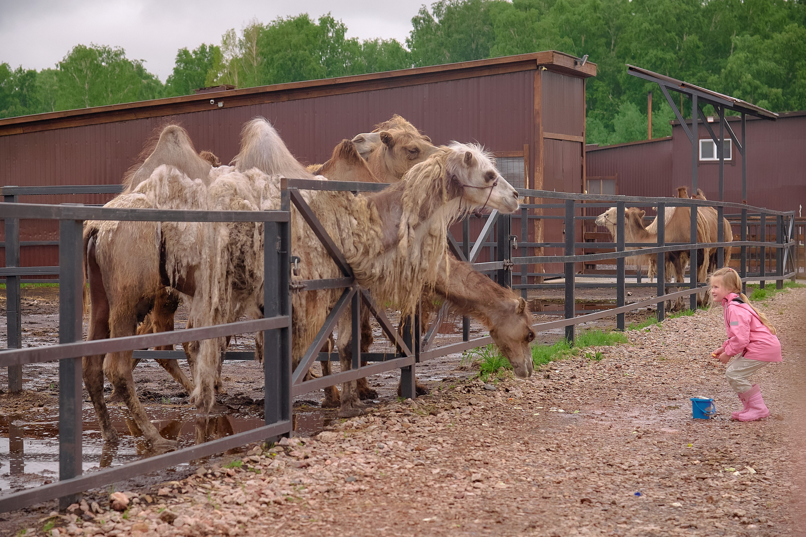 Ранчо «Шарье». Сеть магазинов «Калина-Малина». Фотограф Яковлев Роман — Красноярск