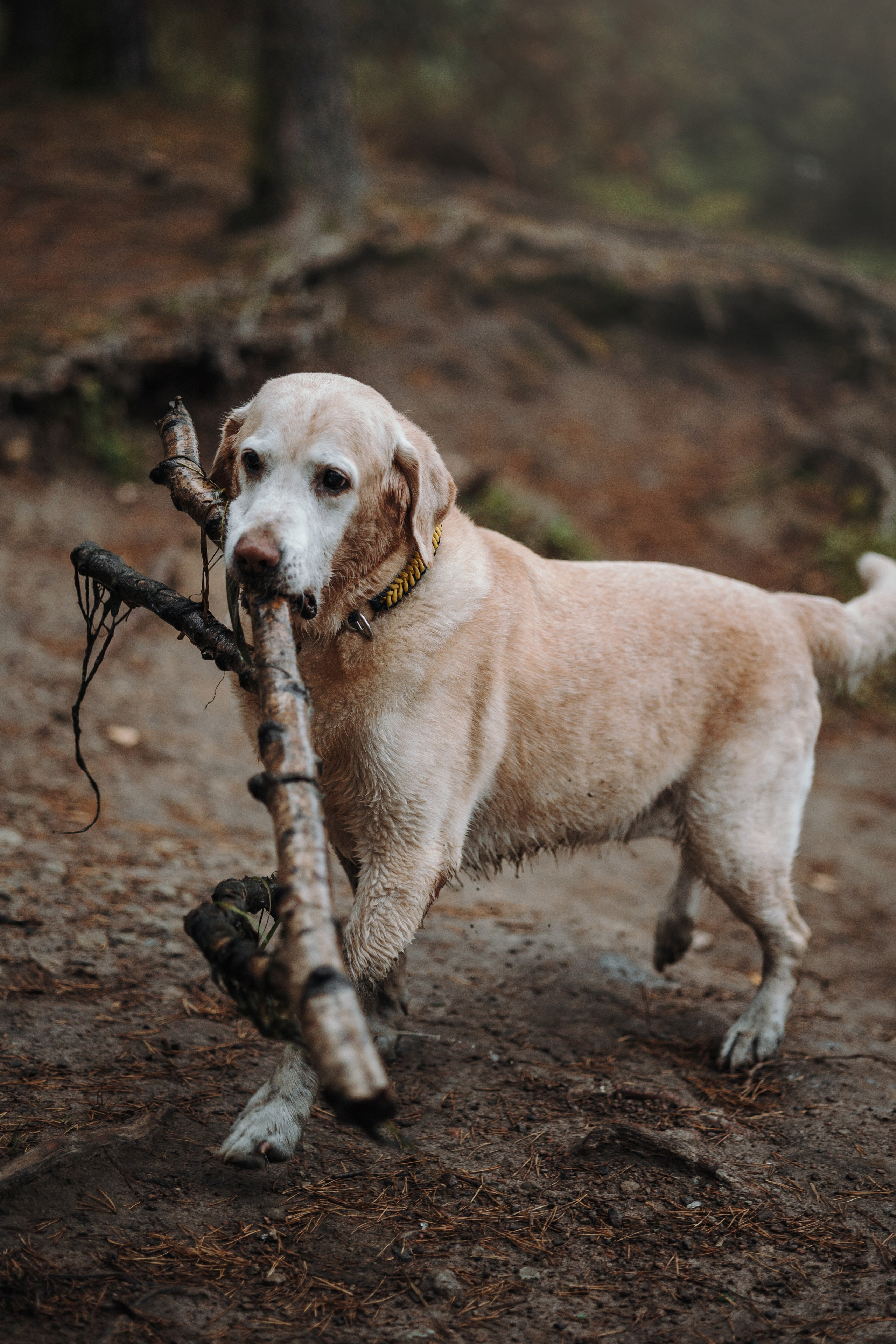 Оксана и Барон. Фотограф — Анималист | Санкт-Петербург