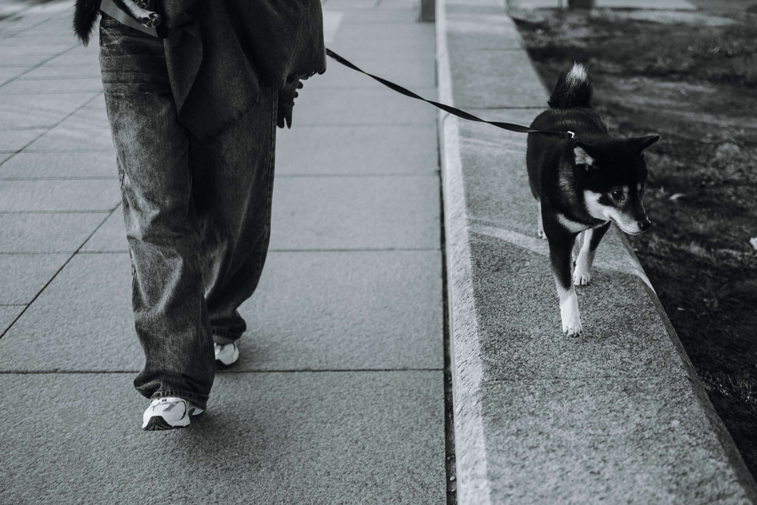 Даша и ее девочки. Фотограф — Анималист | Санкт-Петербург