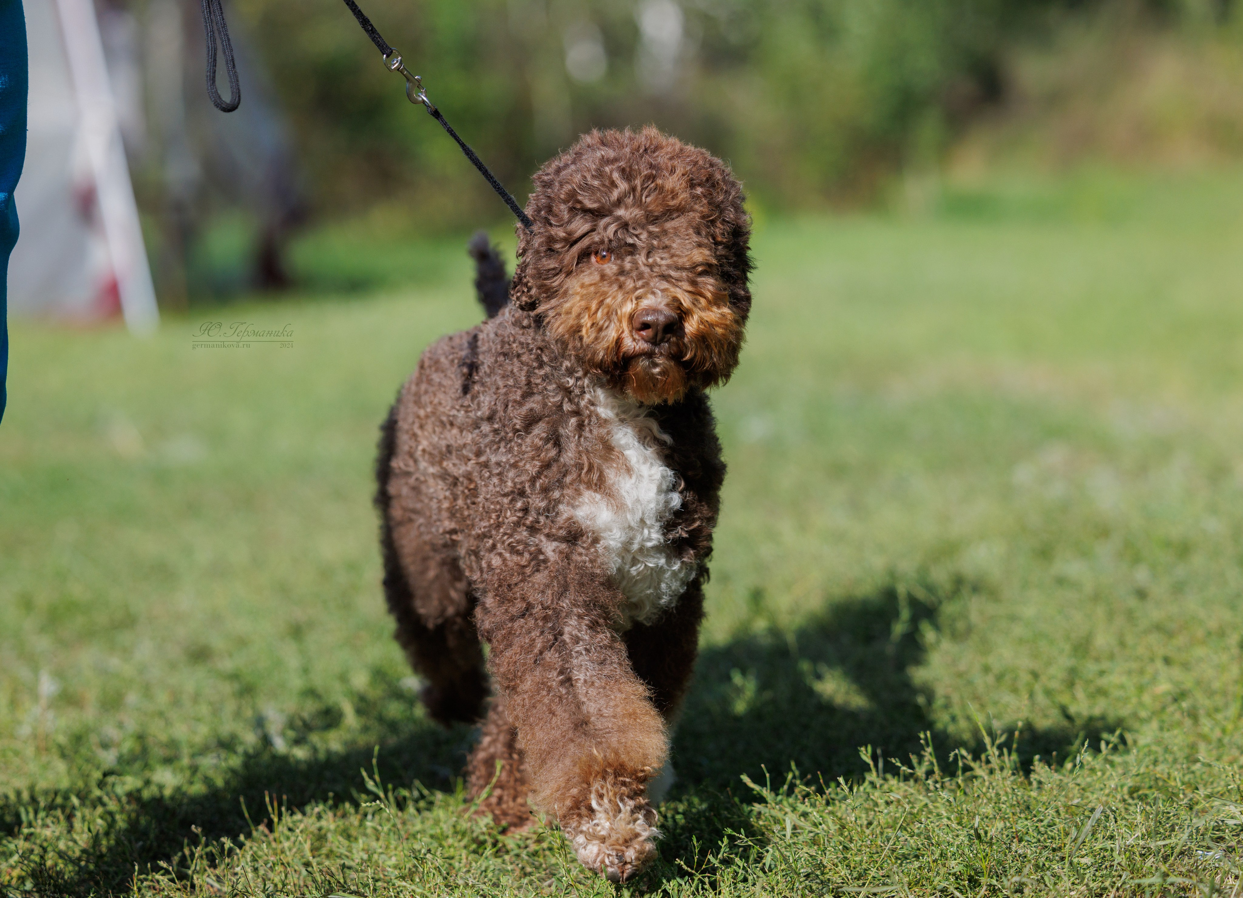 Астана 2хCACIB 17-18.08.2024. Фотограф-анималист Юлия Германика