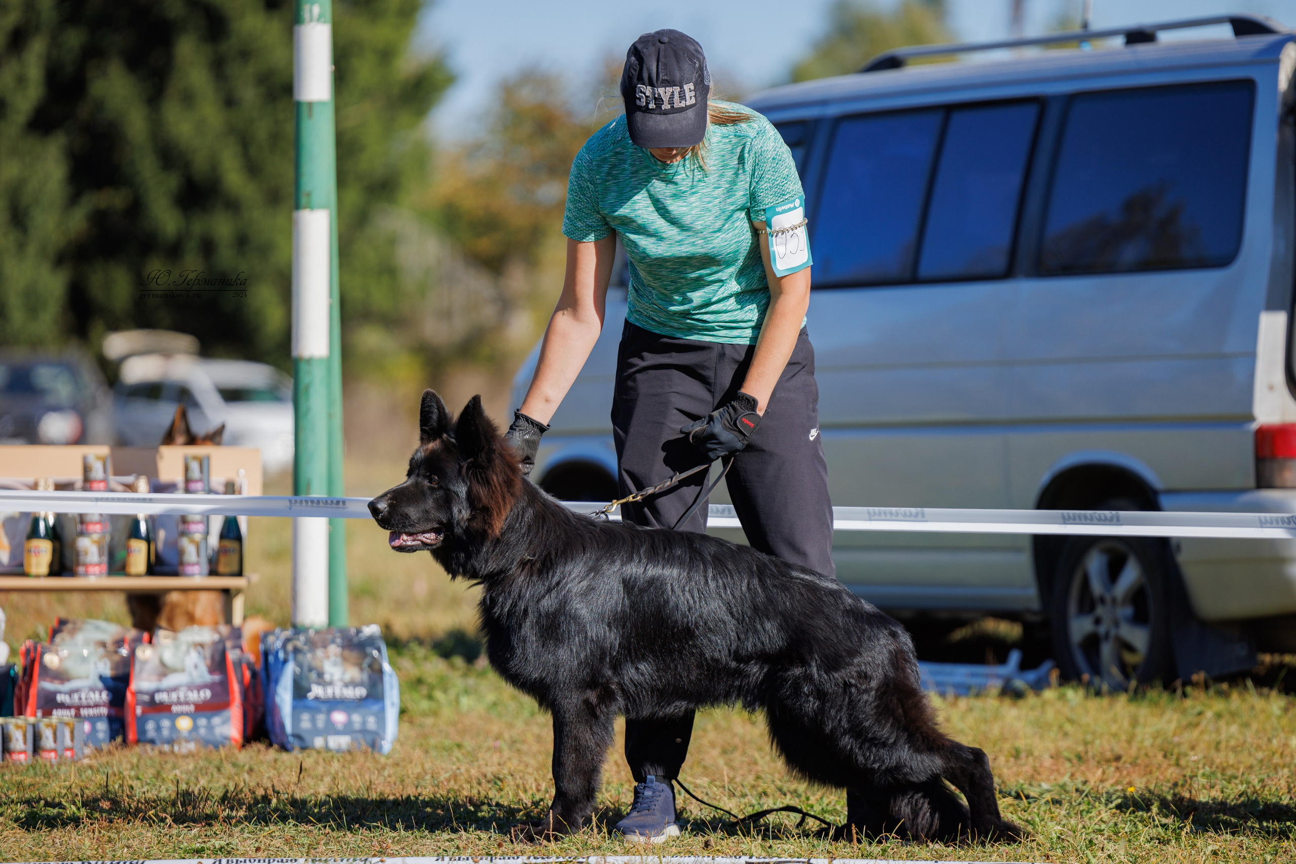 Тверь немецкие овчарки 22.09.2024. Фотограф-анималист Юлия Германика