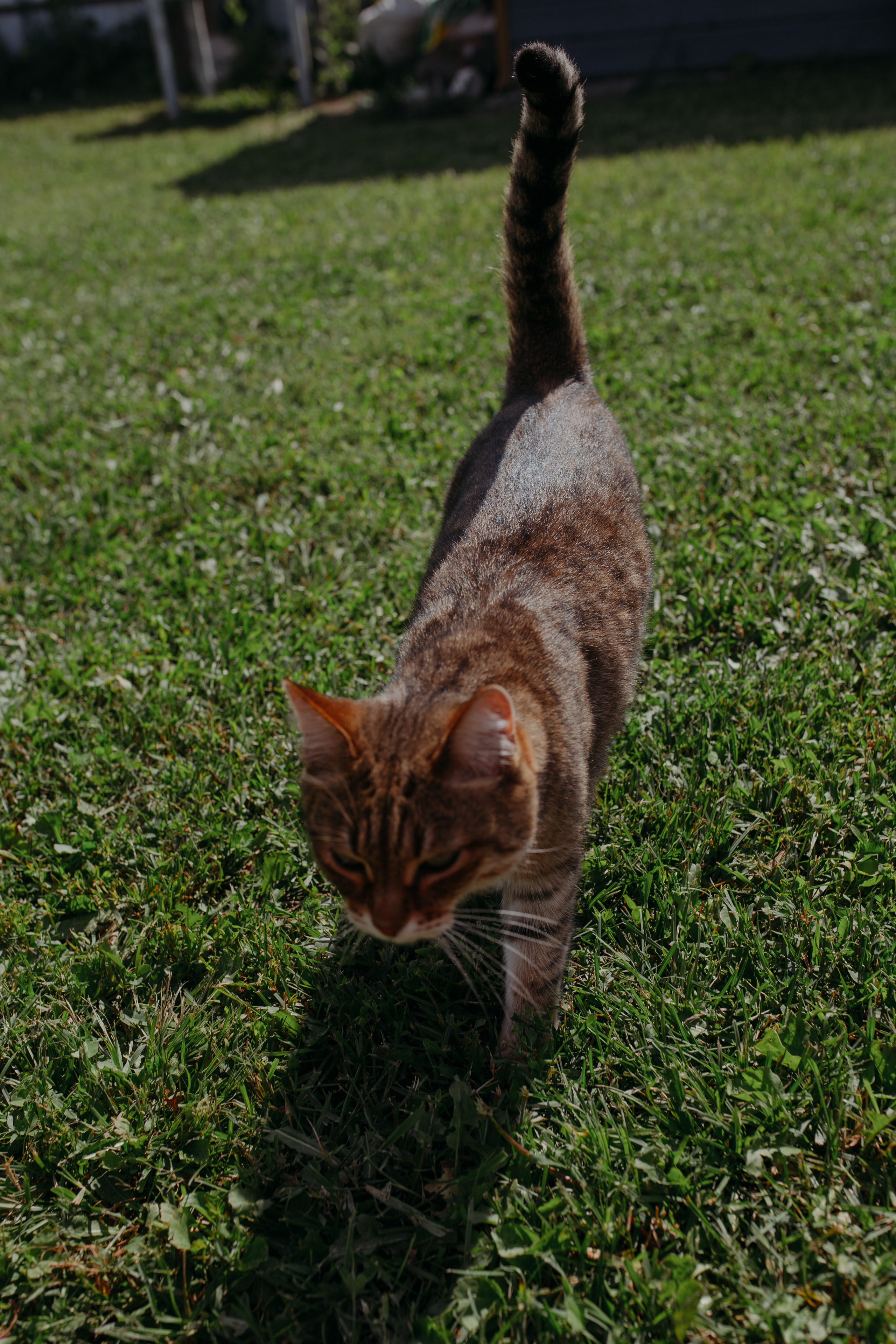 Домашняя: Майкл Лира и Розали. Семейный и домашний фотограф в Уфе Ирина Гарасюта