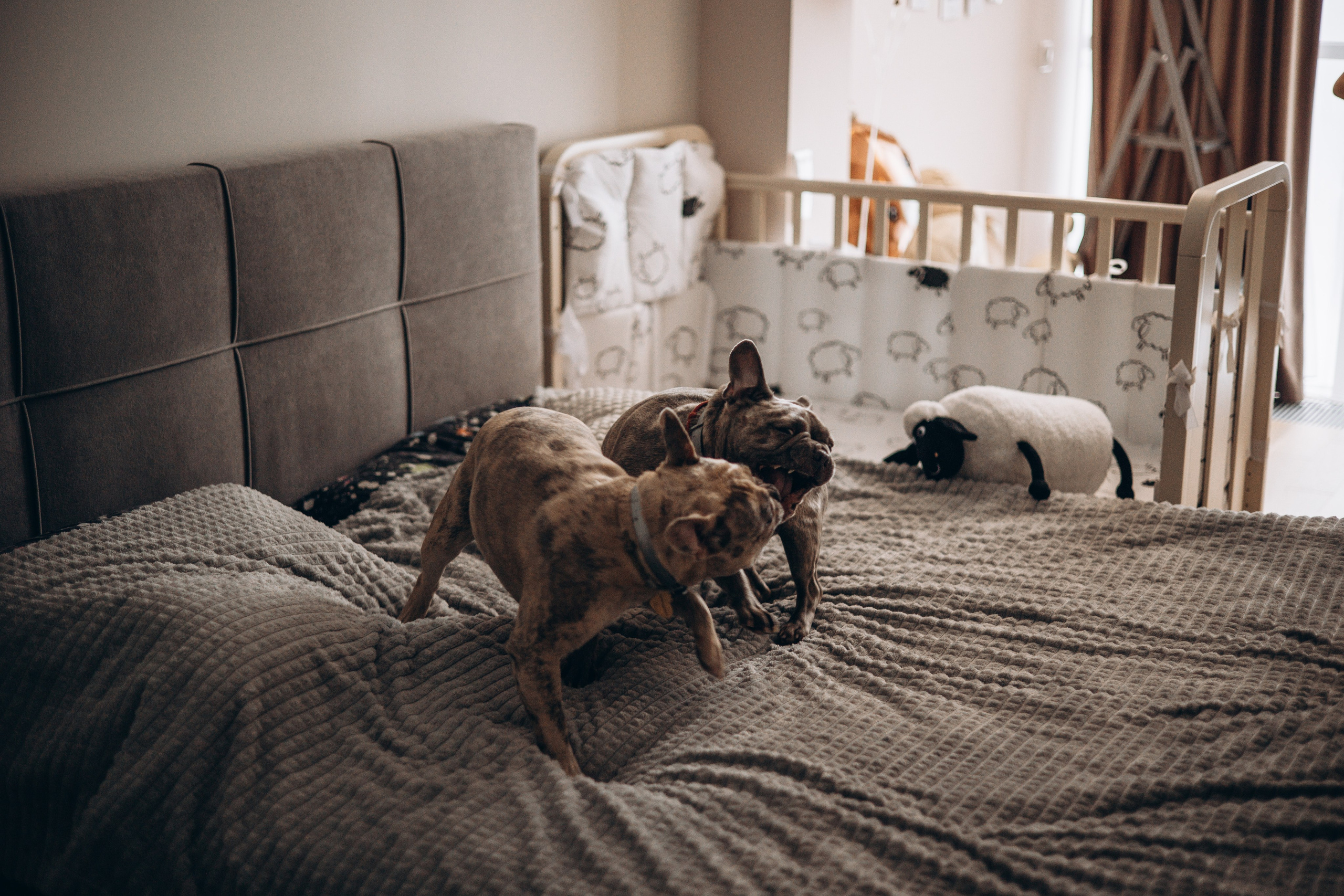 Соня и ее семья. Фотограф — Анималист | Санкт-Петербург