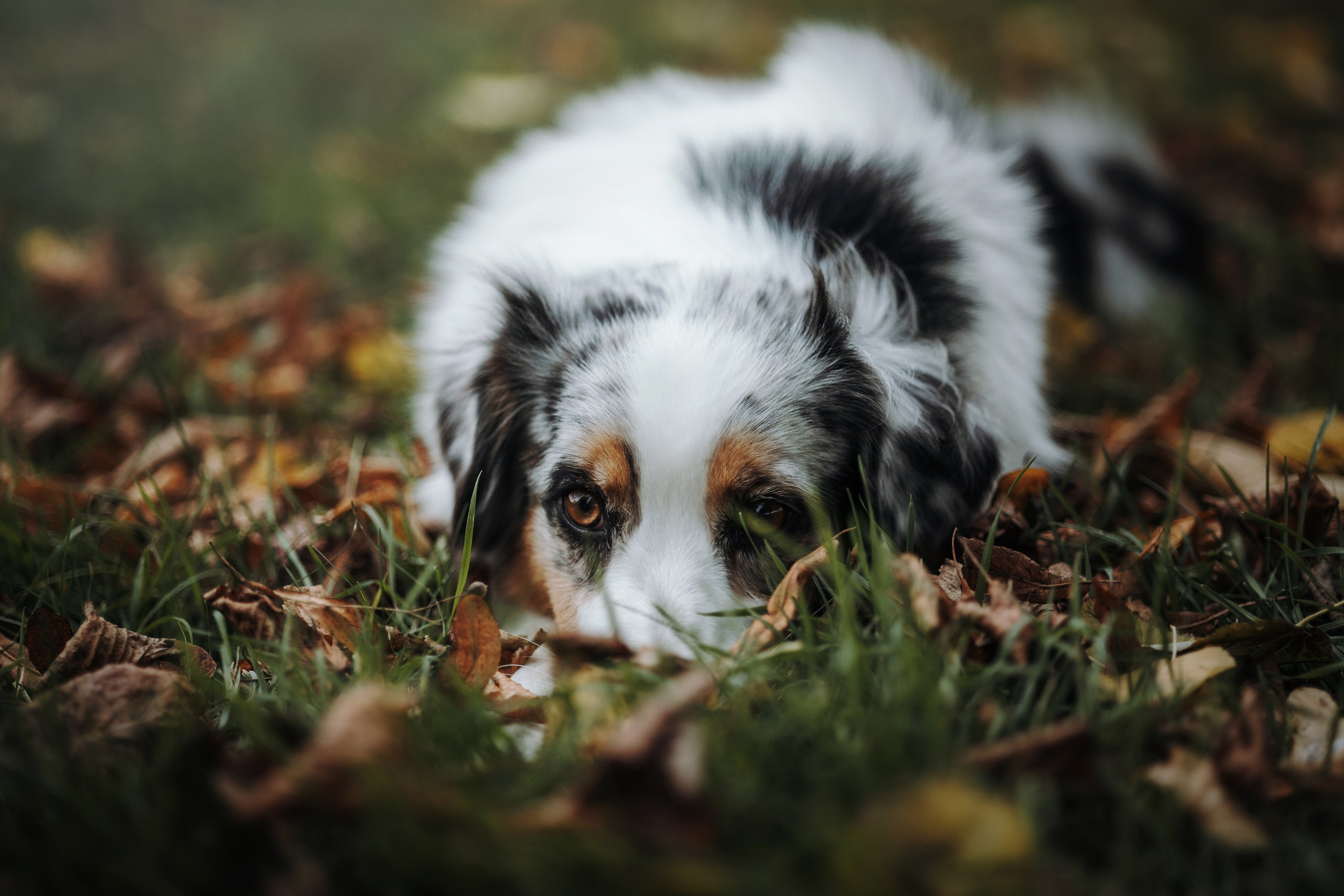 Ирина и Кайса. Фотограф — Анималист | Санкт-Петербург