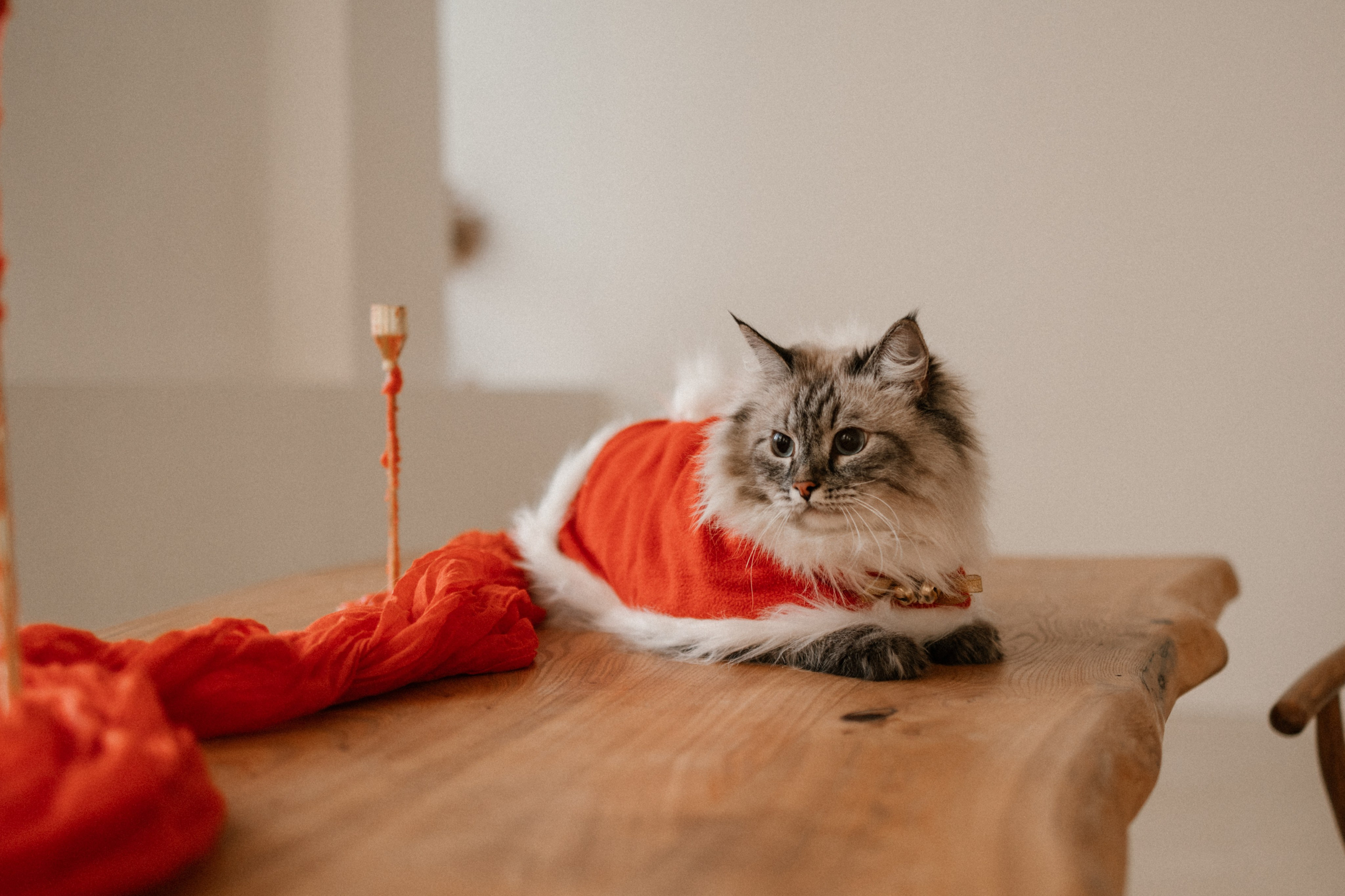 Камилла и ее девочки. Фотограф — Анималист | Санкт-Петербург