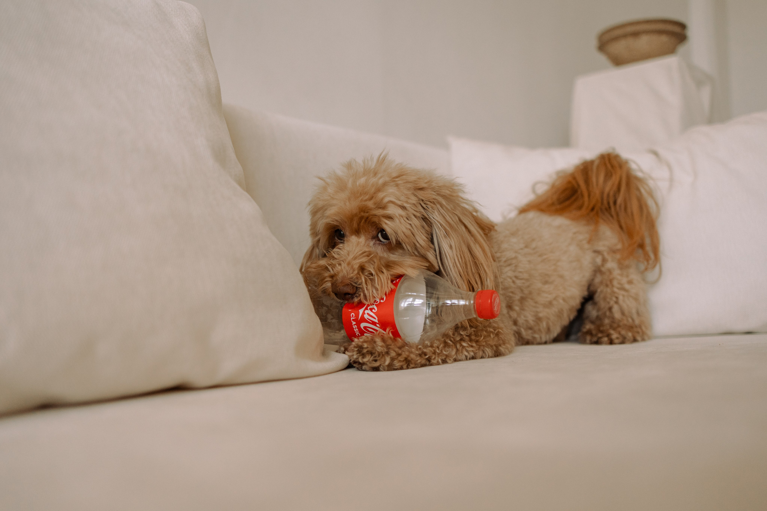 Шкипер и его семья. Фотограф — Анималист | Санкт-Петербург