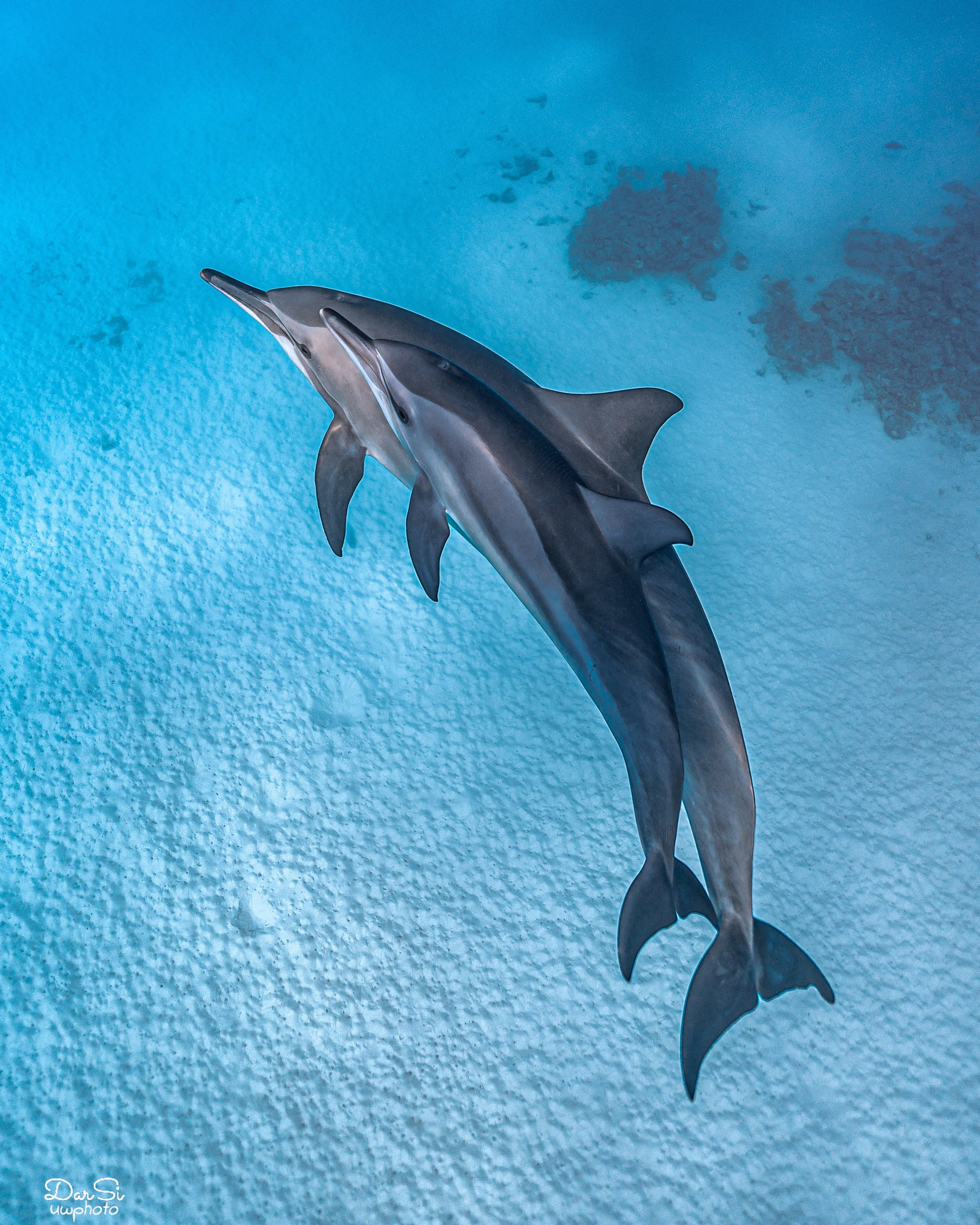 Дельфины. Подводный фотограф на Филиппинах Синицина Дарья