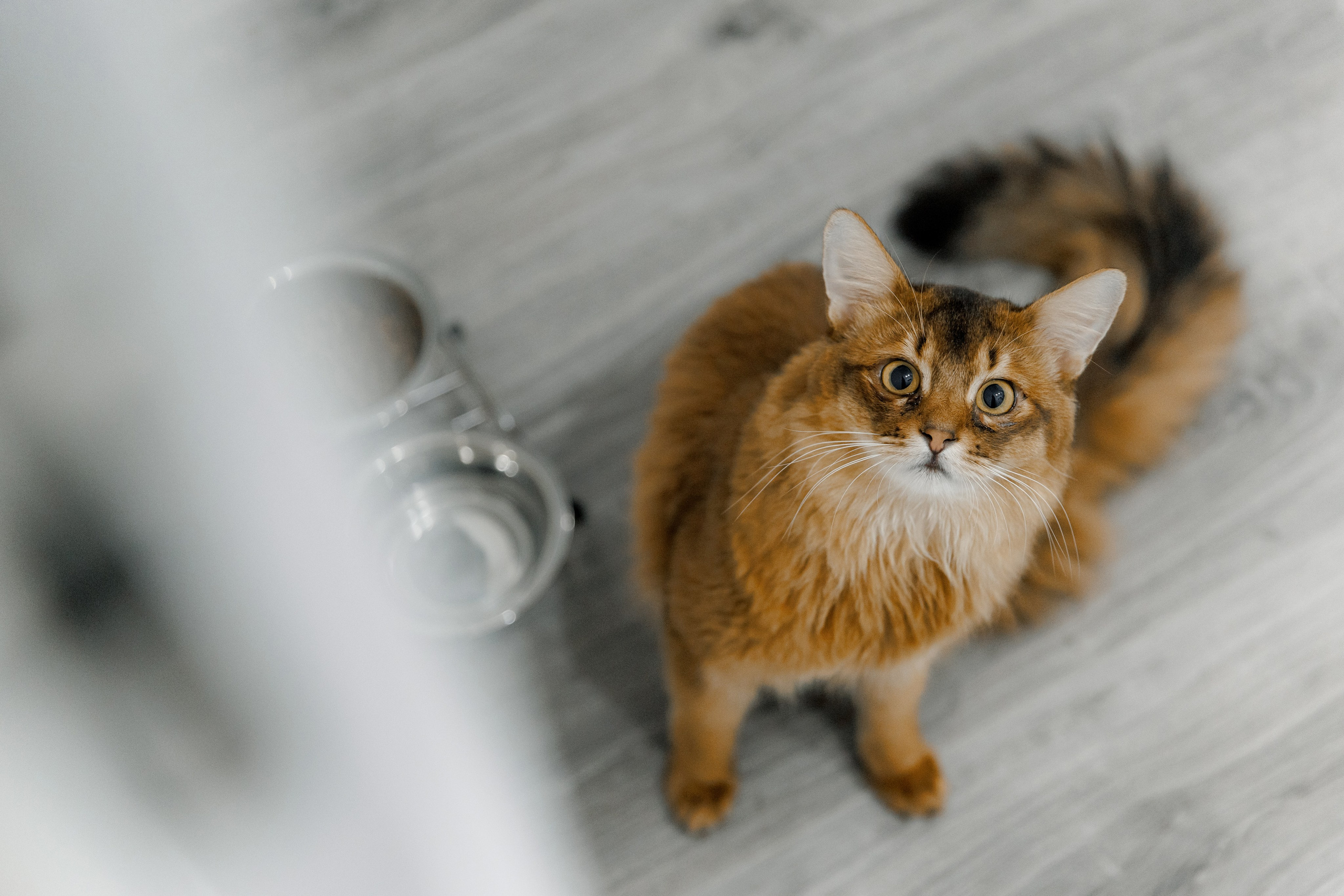 Ксения и Михаил. Свадебный и репортажный фотограф Евгений Петров