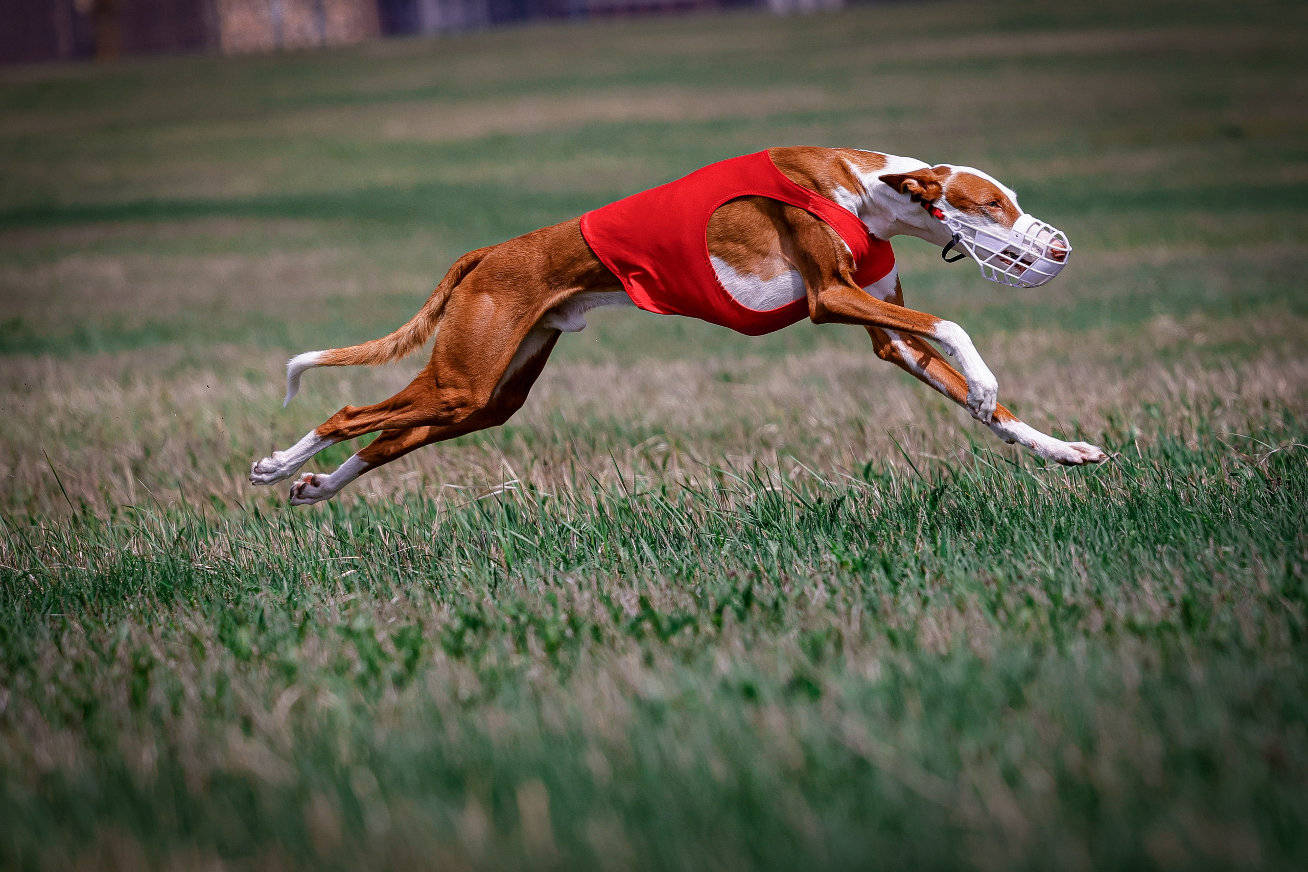 Собаки. Антонина Савельева Фотограф Ставрополь