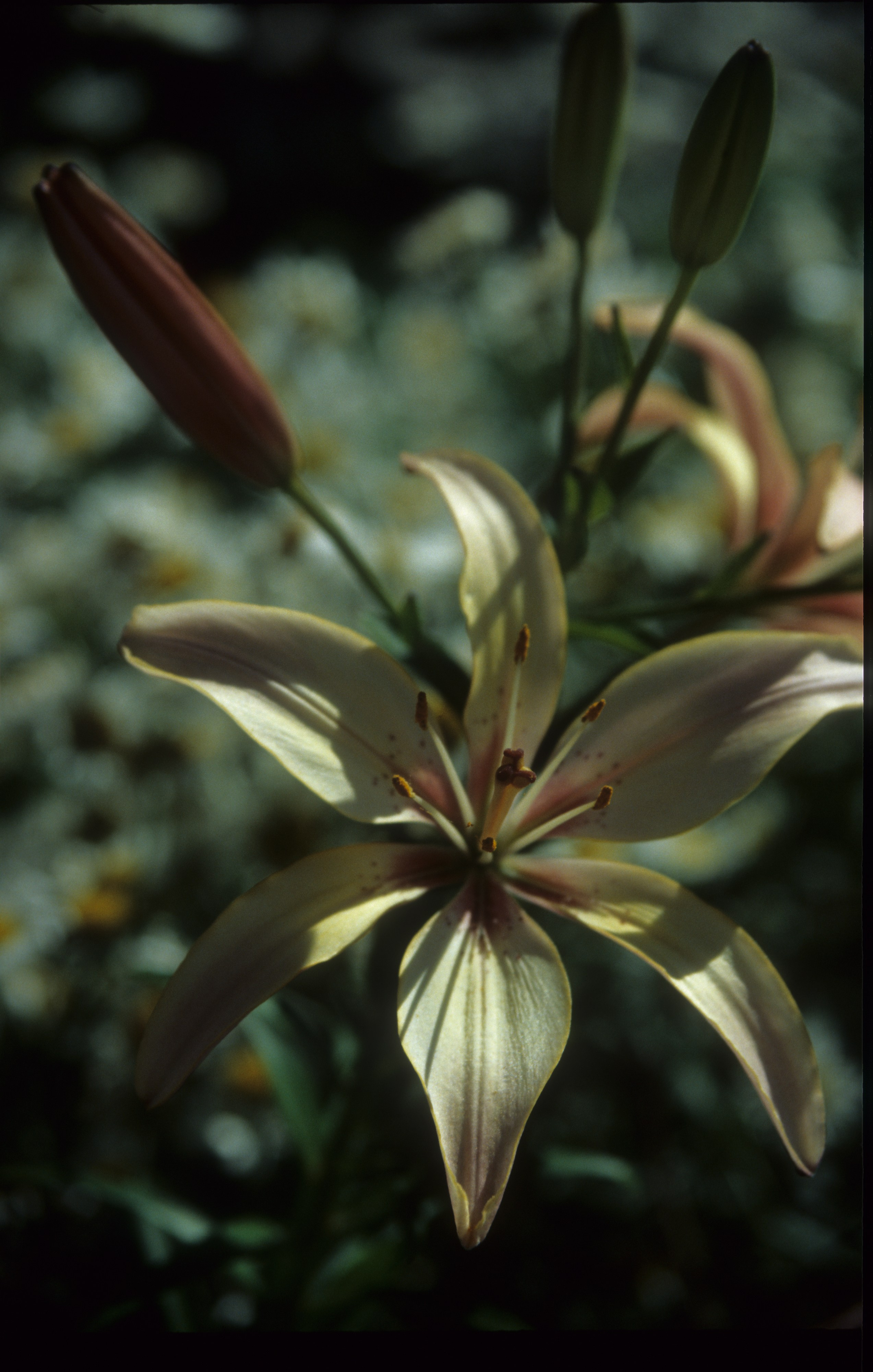 Лето в городе. Фотограф в Санкт-Петербурге Березовский Даниил