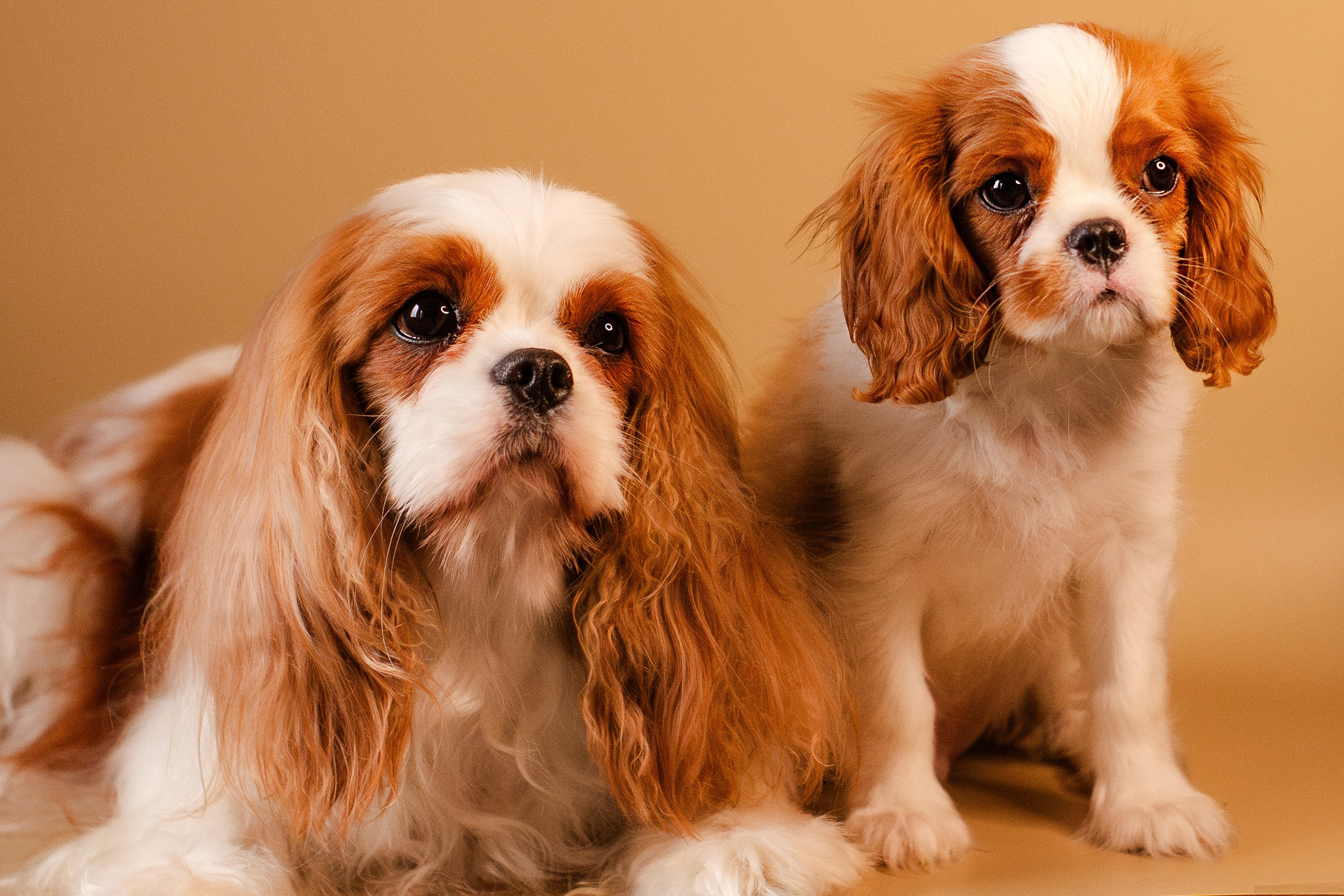 Жанна и кавалеры. Фотограф-анималист Мария Баркевич | Москва