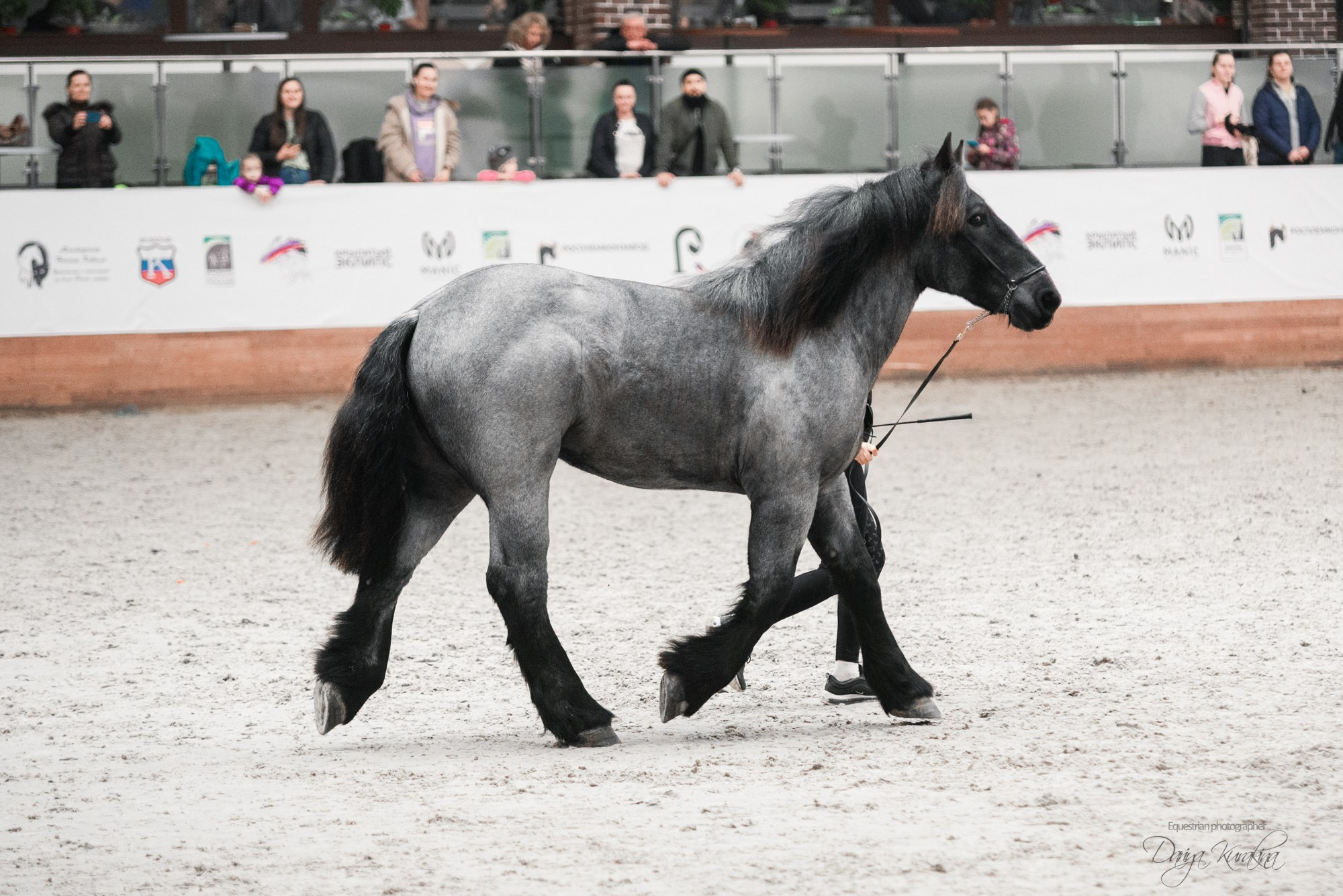 8-я международная выставка Конная Россия. Конный фотограф Куракина Дарья • Фотосессии с лошадьми