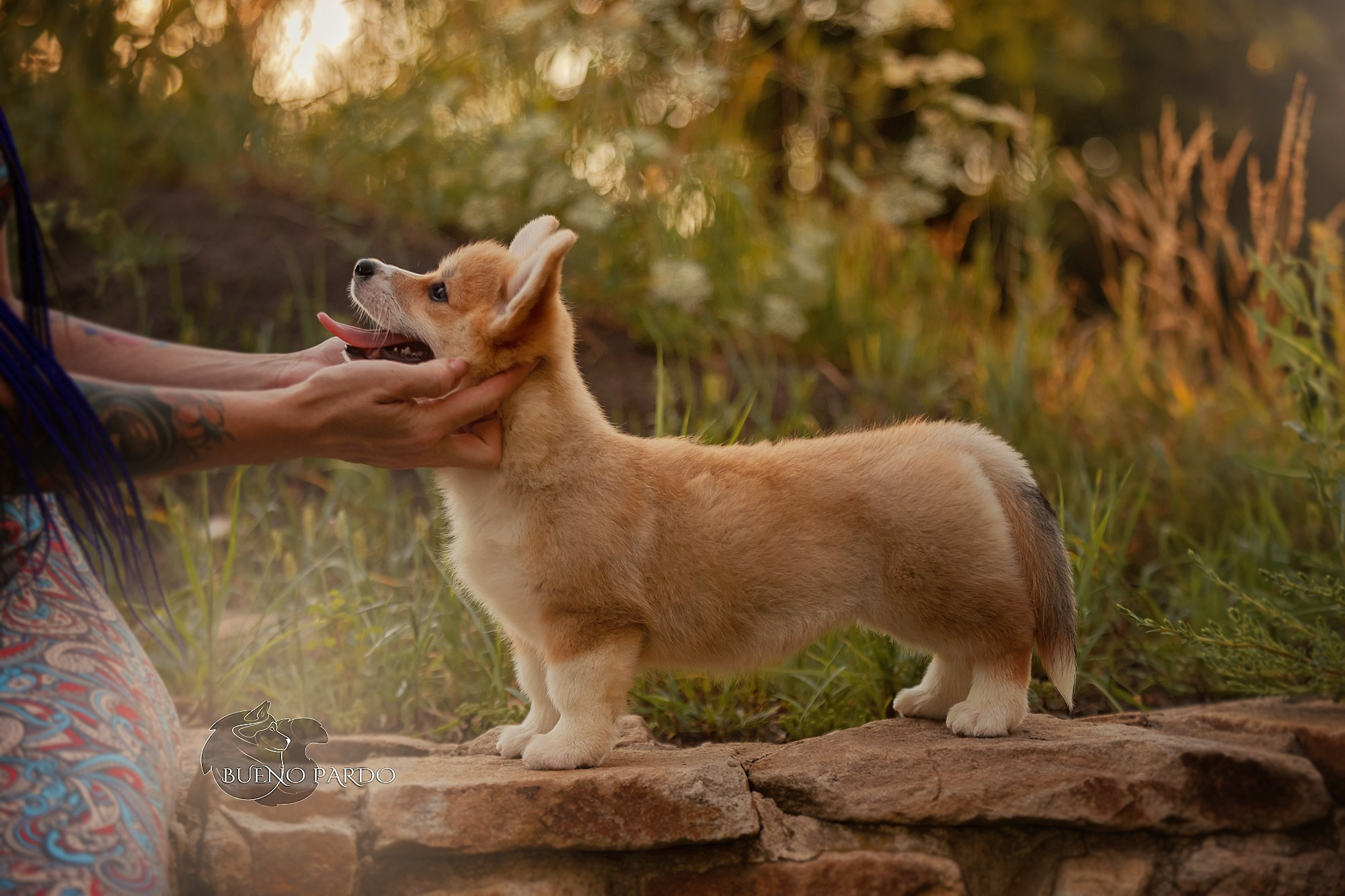 Щенки вельш корги пемброк из питомника. Питомник собак Акита, Хаски, Корги