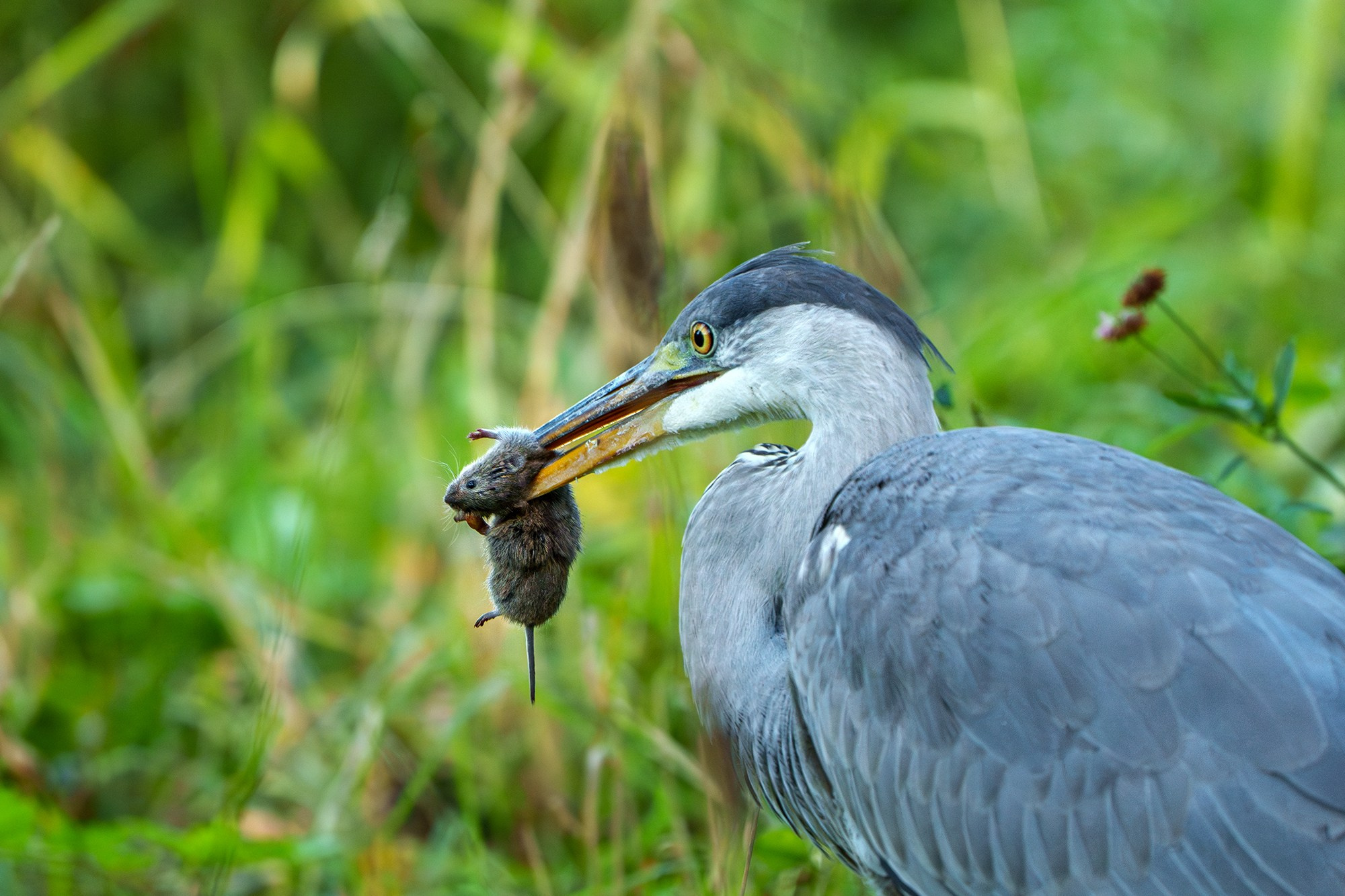 Удивительные мир птиц. Вокруг нас столько прекрасного — присмотритесь!. Ваш личный фотограф Марина Волкова