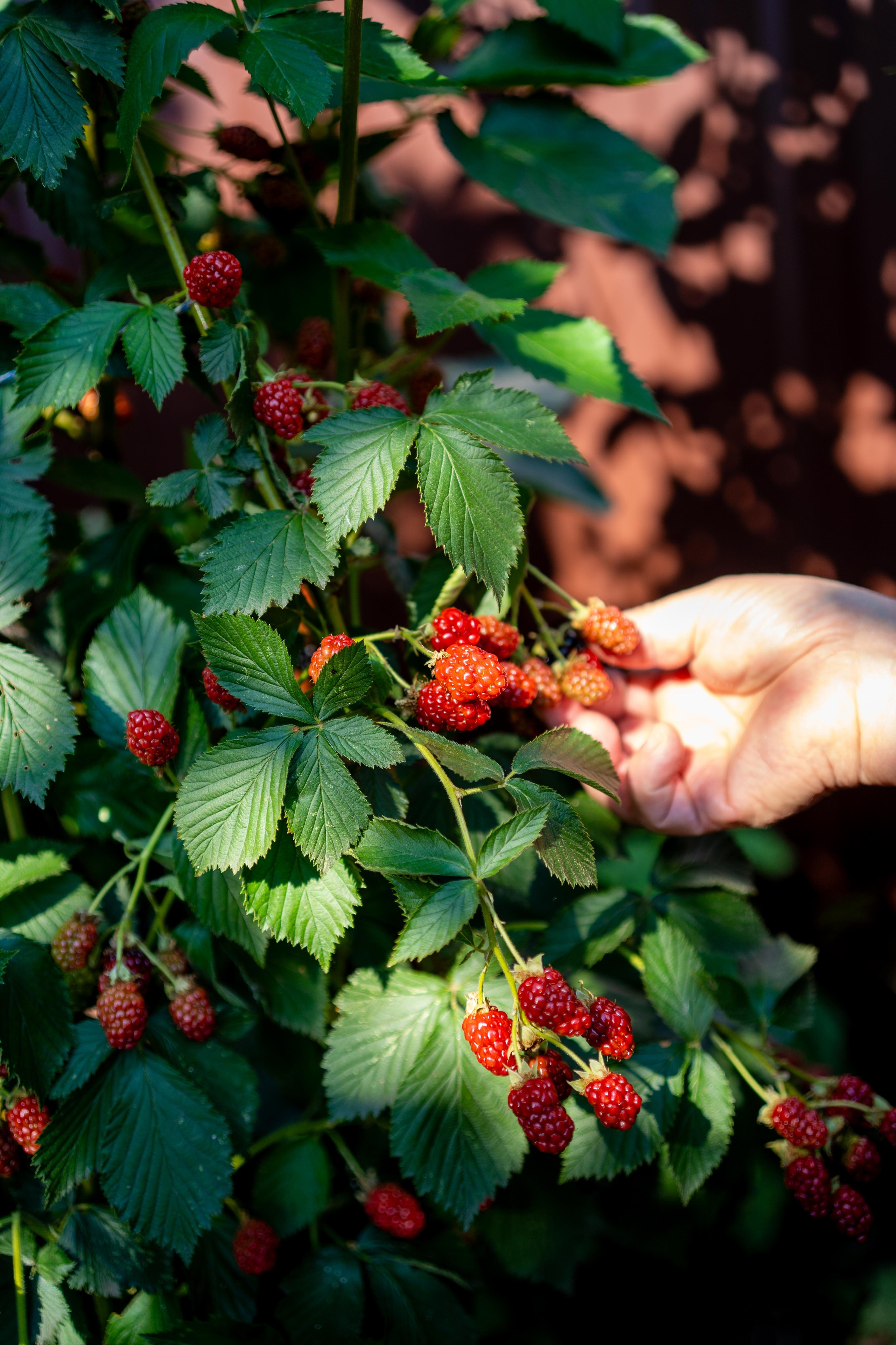 Два раза в день. Румия