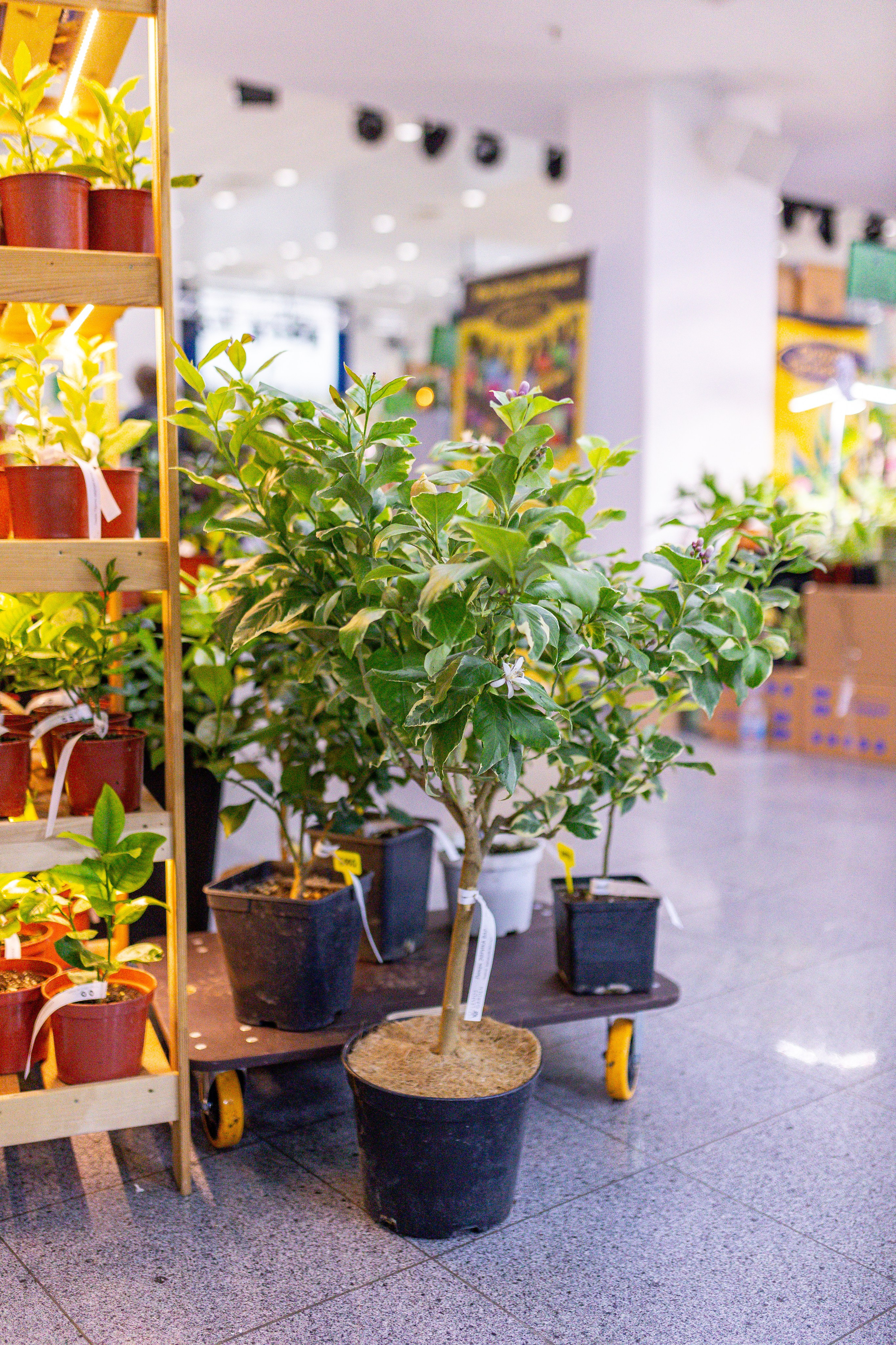 Монстериум 11–12 октября. Александра Куликова фотограф, Москва