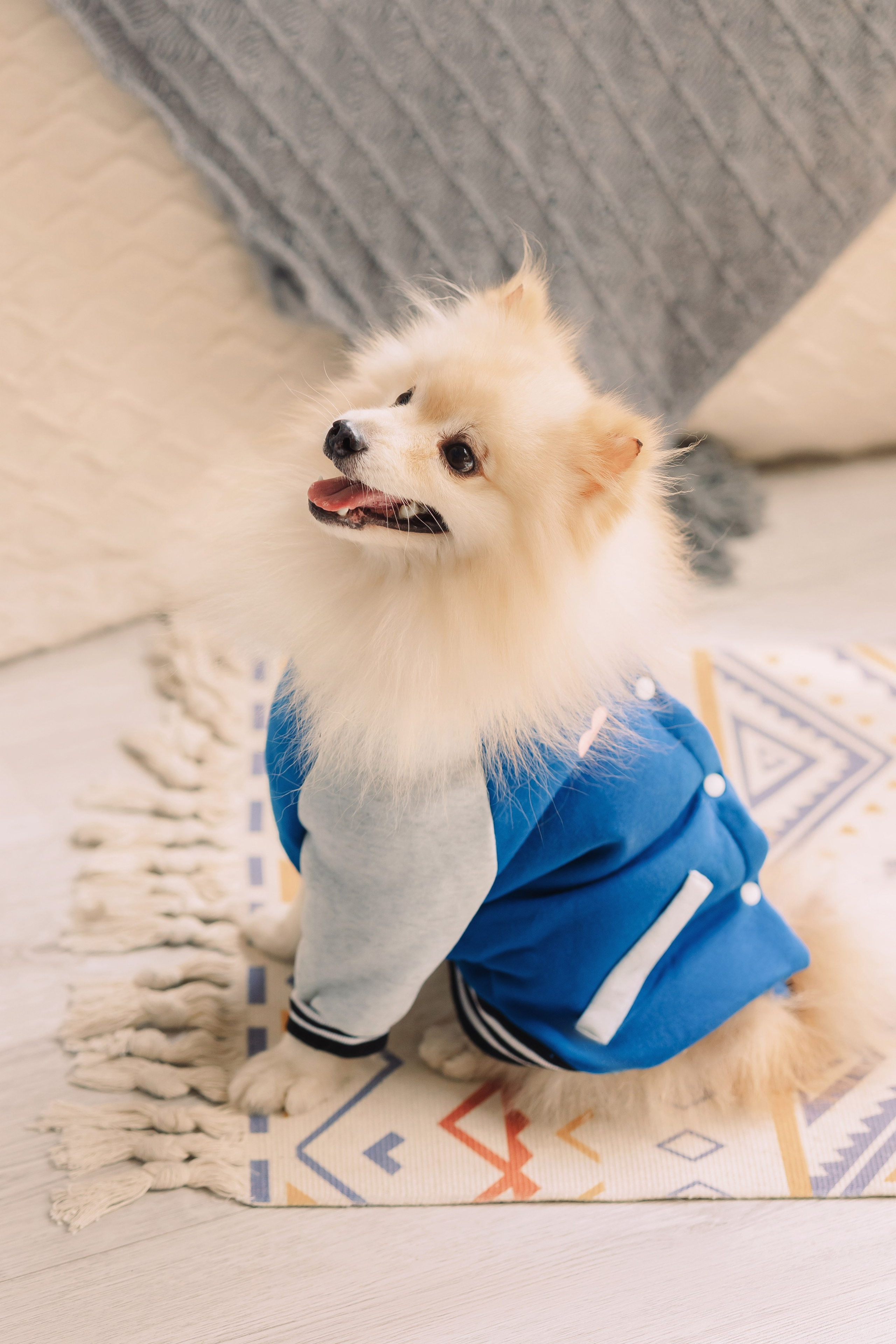 Магазин Friend of mine. Фотограф-анималист Елена Радченко, Москва