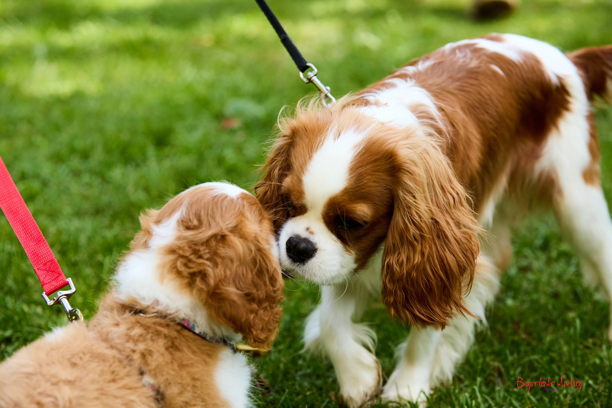 Фотопрогулка с кавалерами. Buyvolenko Andrey