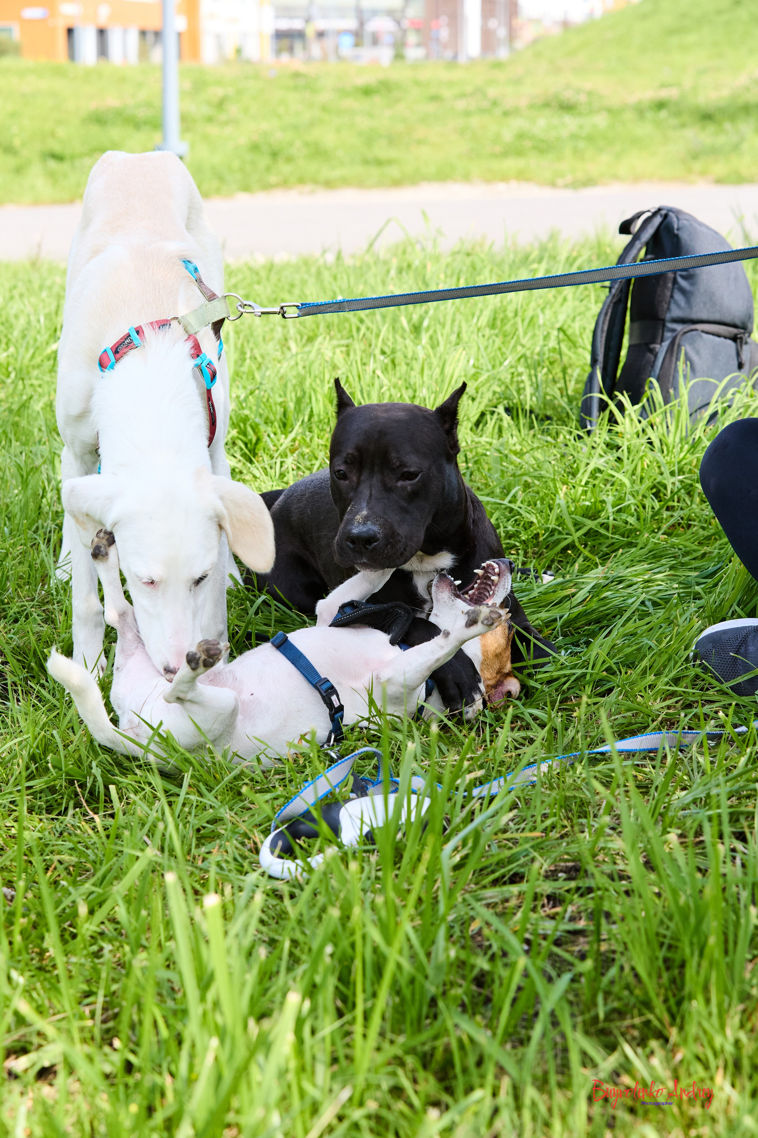 Проект фотопрогулка с хвостиком. Buyvolenko Andrey