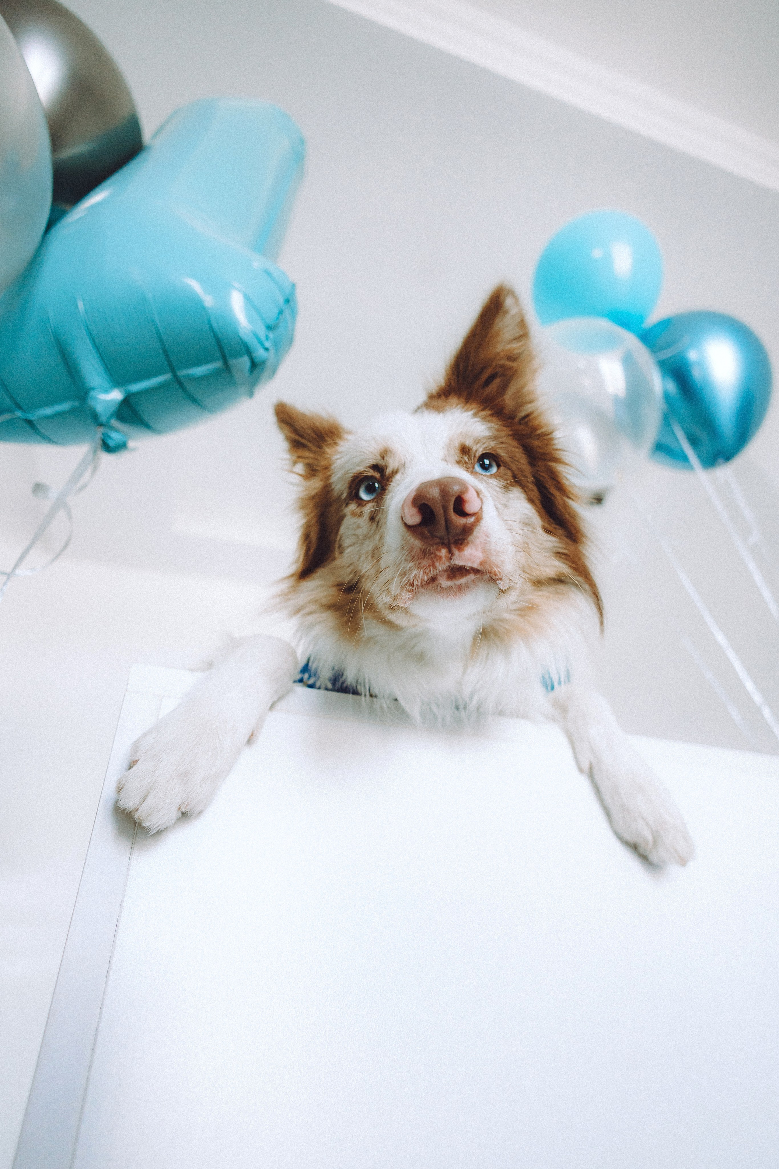 День рождения Айко