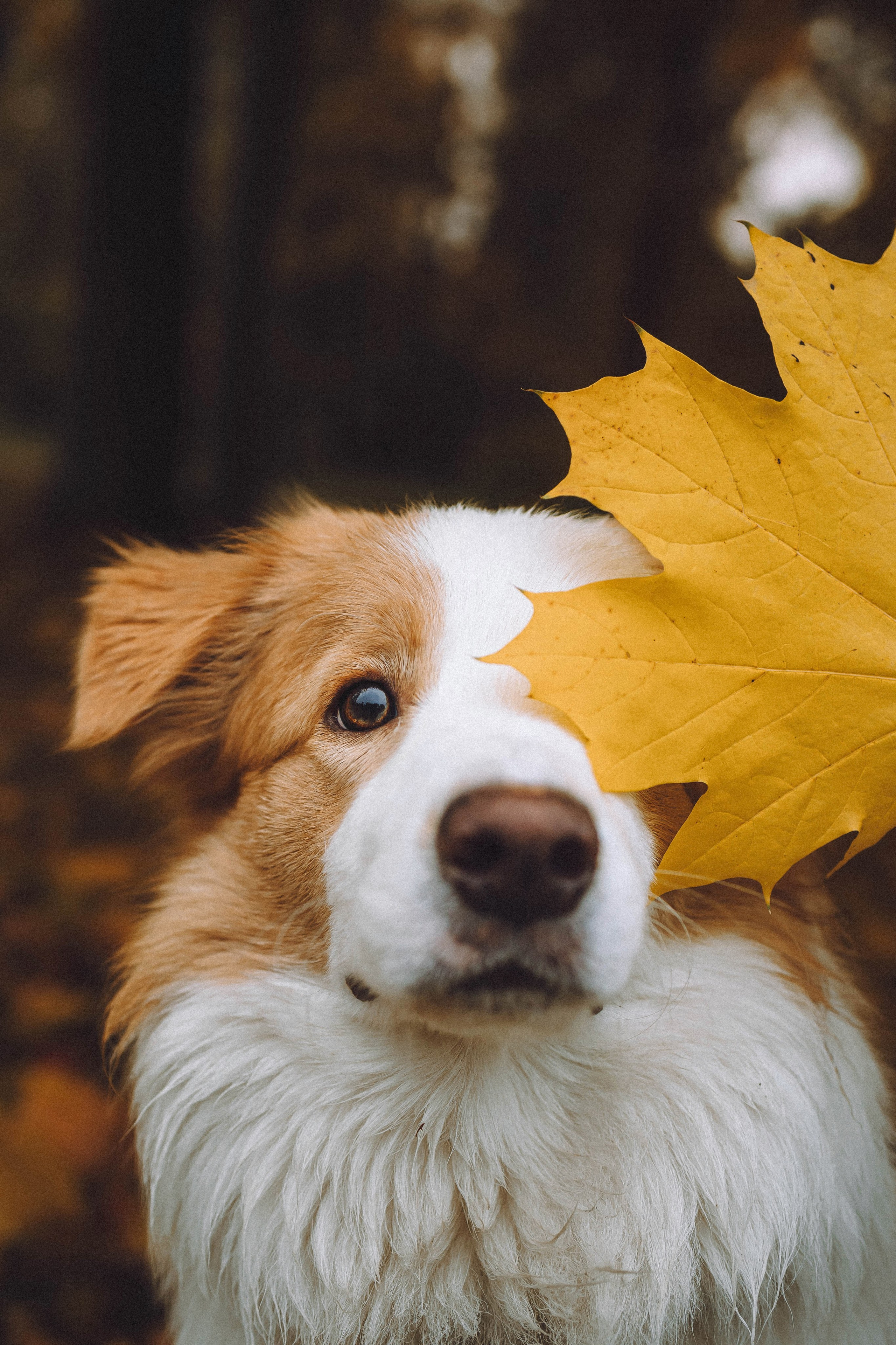 Алина, Витя и Асти