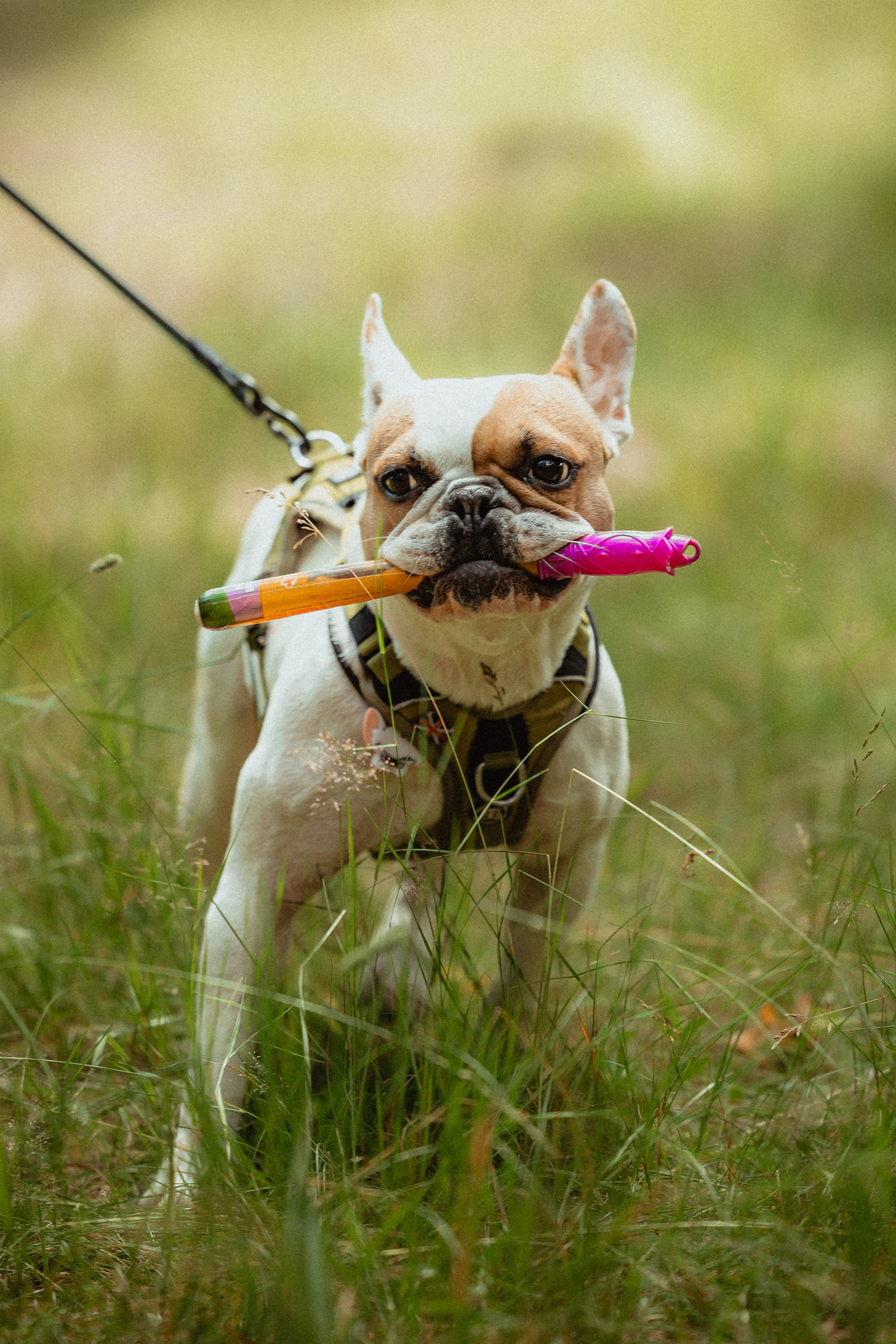 Выездной дог-тренинг от школы «Шерсть имею»