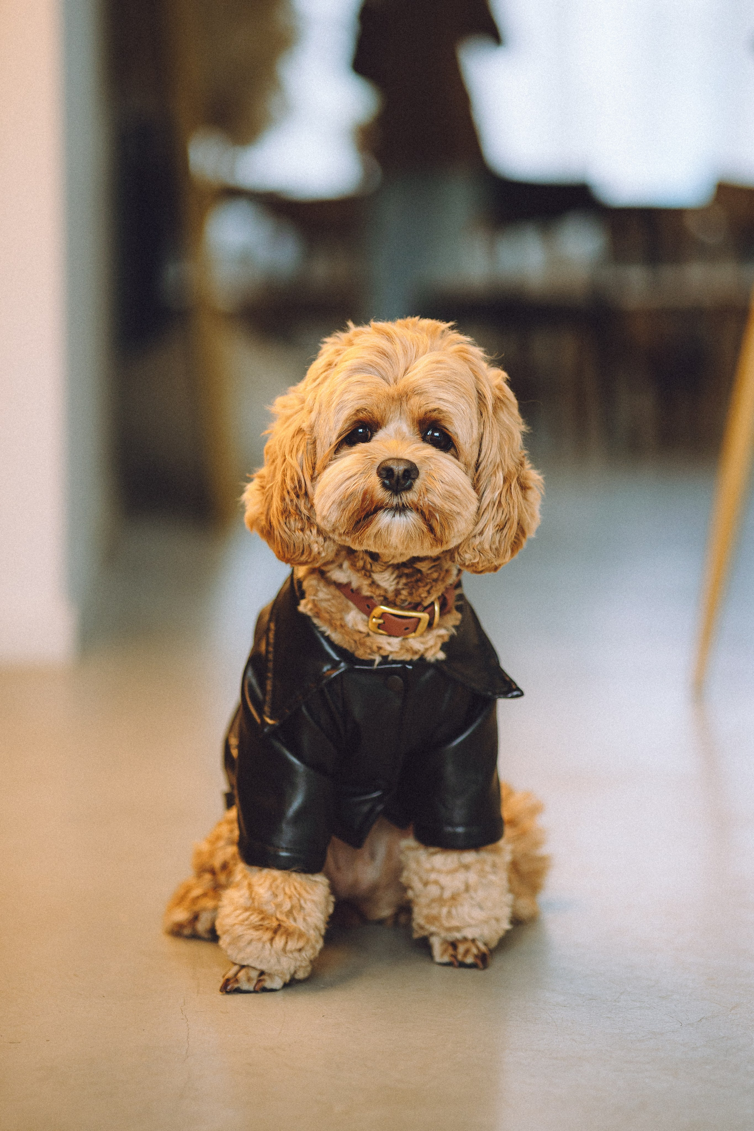 День Рождения пуделя Глаши