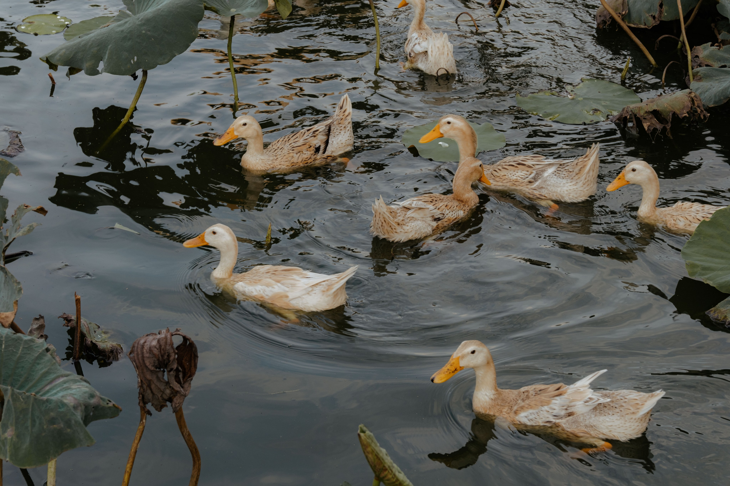 Локация "Озеро Лотосов". Портретный фотограф Нячанг | Юлия Мешанина