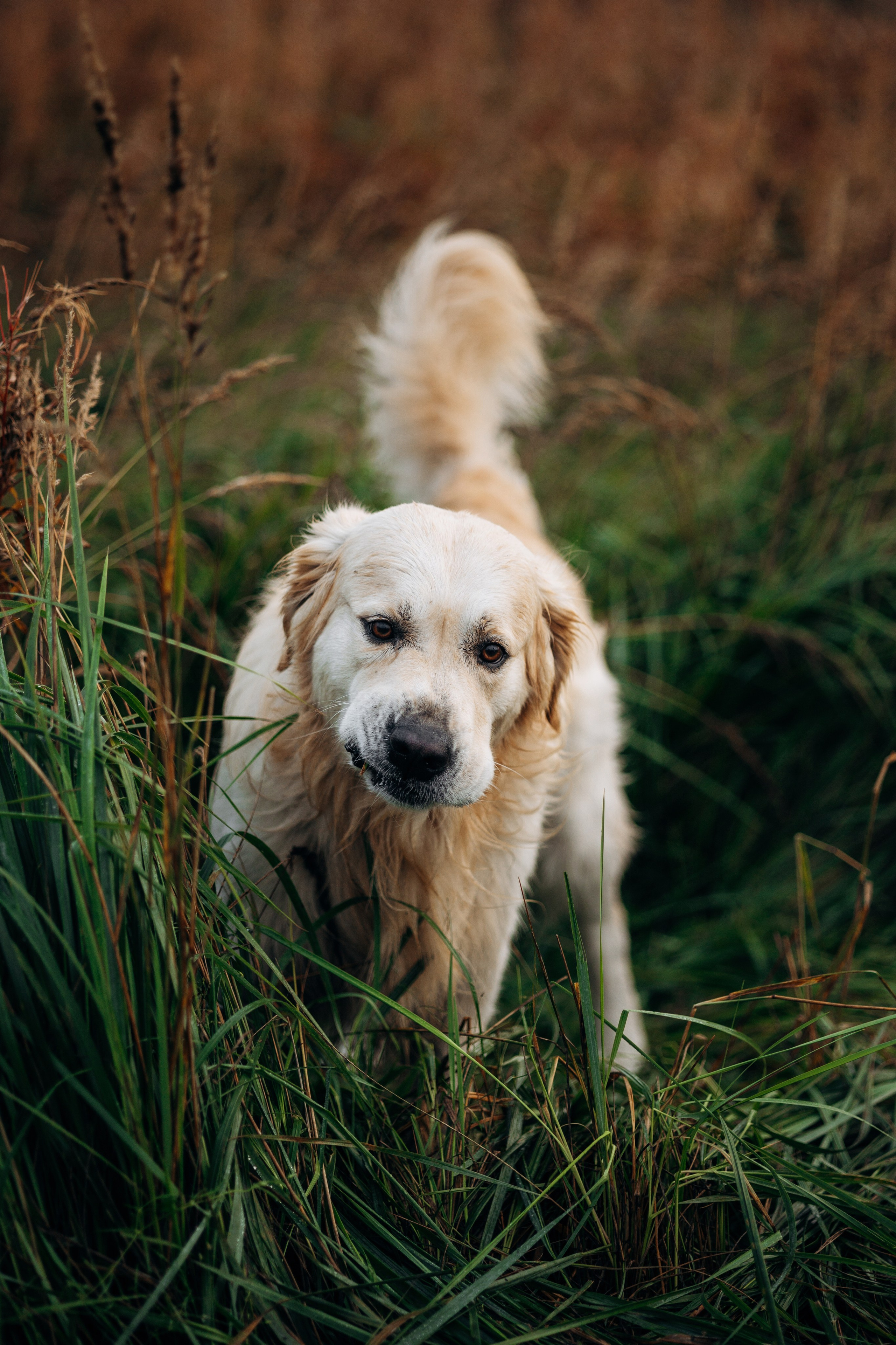 Лёва и его семья. Фотограф — Анималист | Санкт-Петербург
