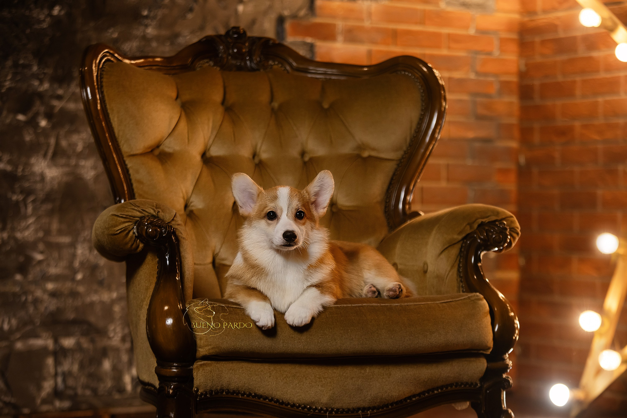 А — Кола и Цесей. Kawaii Kuma питомник собак пород Корги пемброк, Акита ину, Сиба