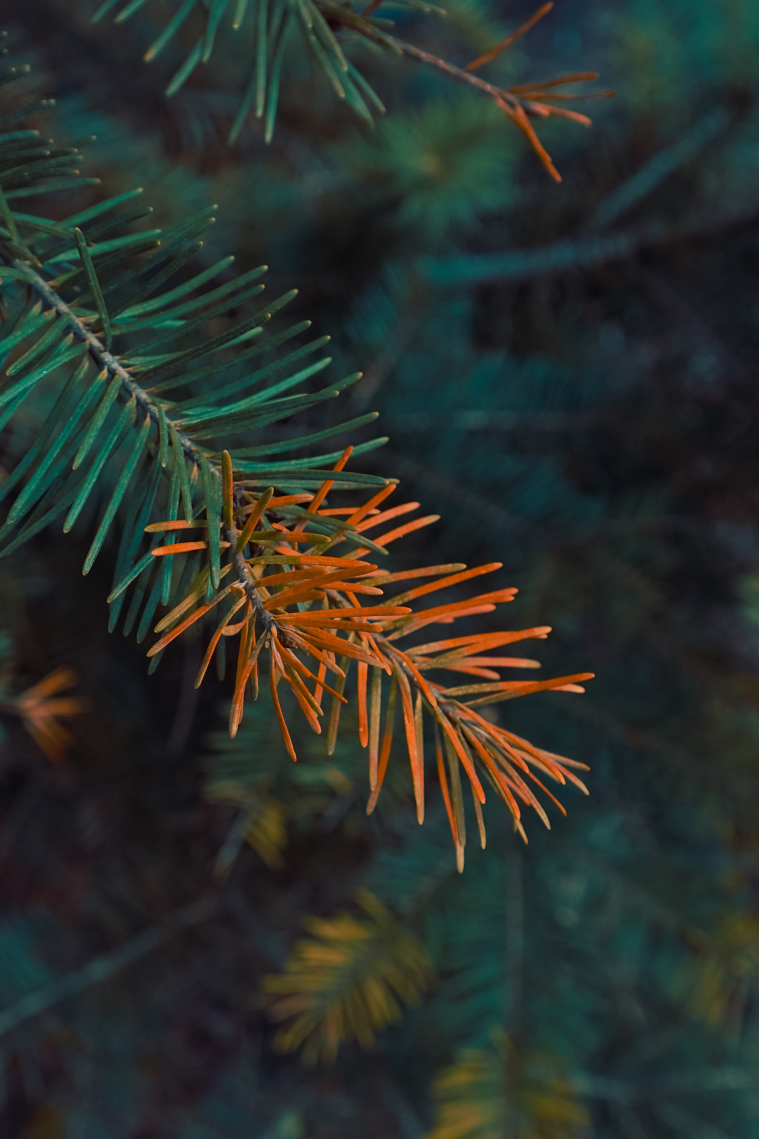 Ботанический сад. Фотограф Алиса Аспер