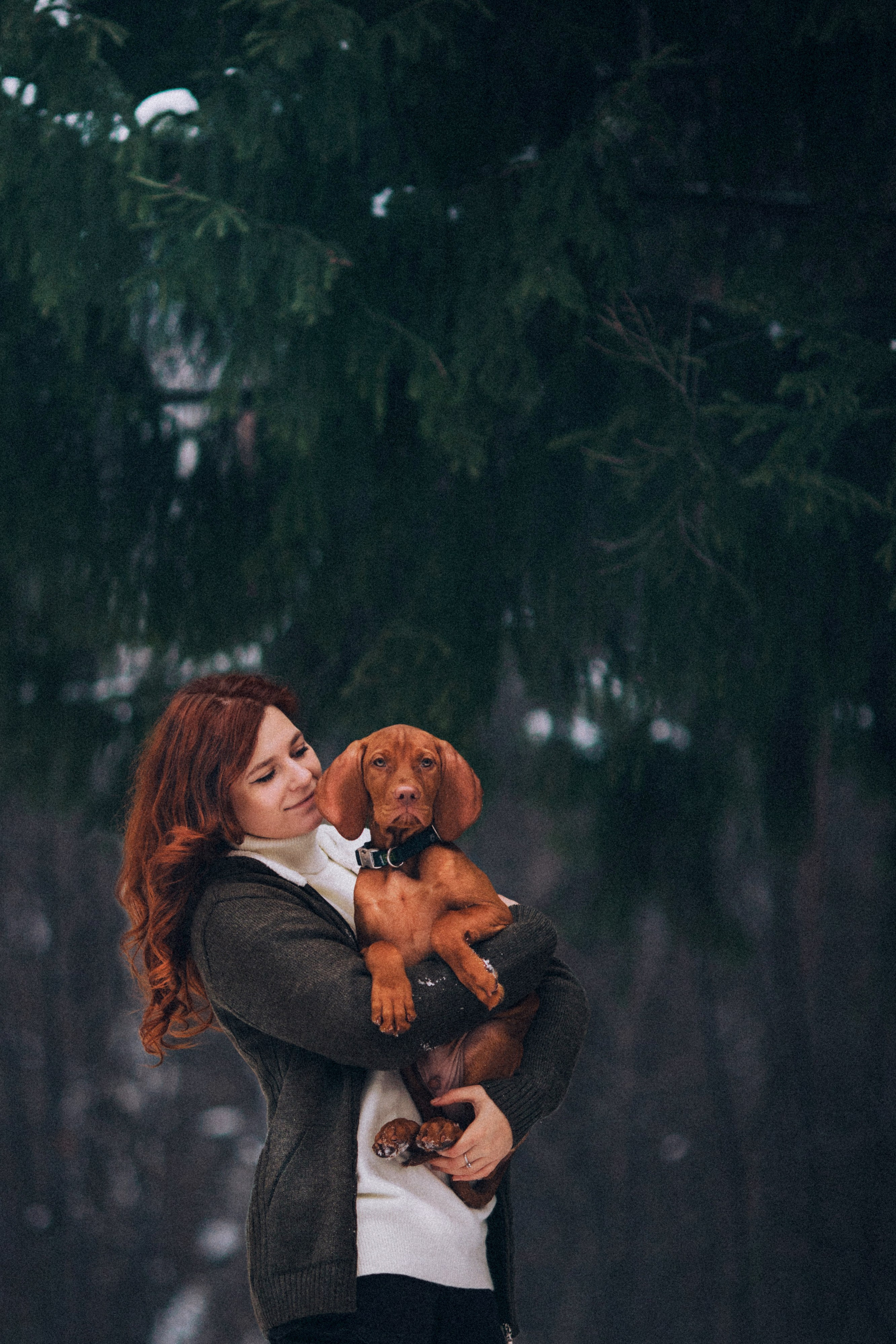 Фотосессии с собаками. Главная