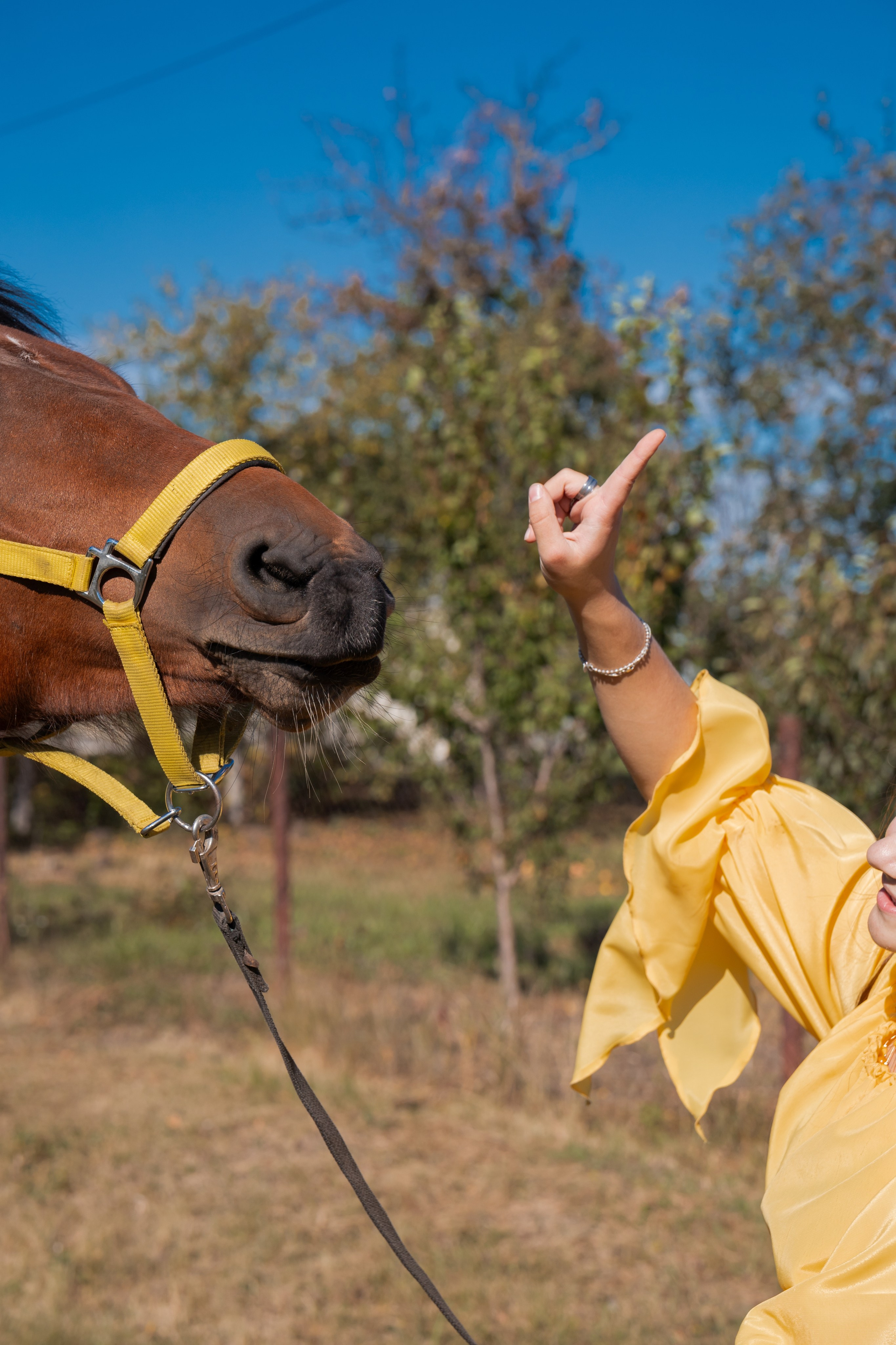 Фотосессия с лошадьми