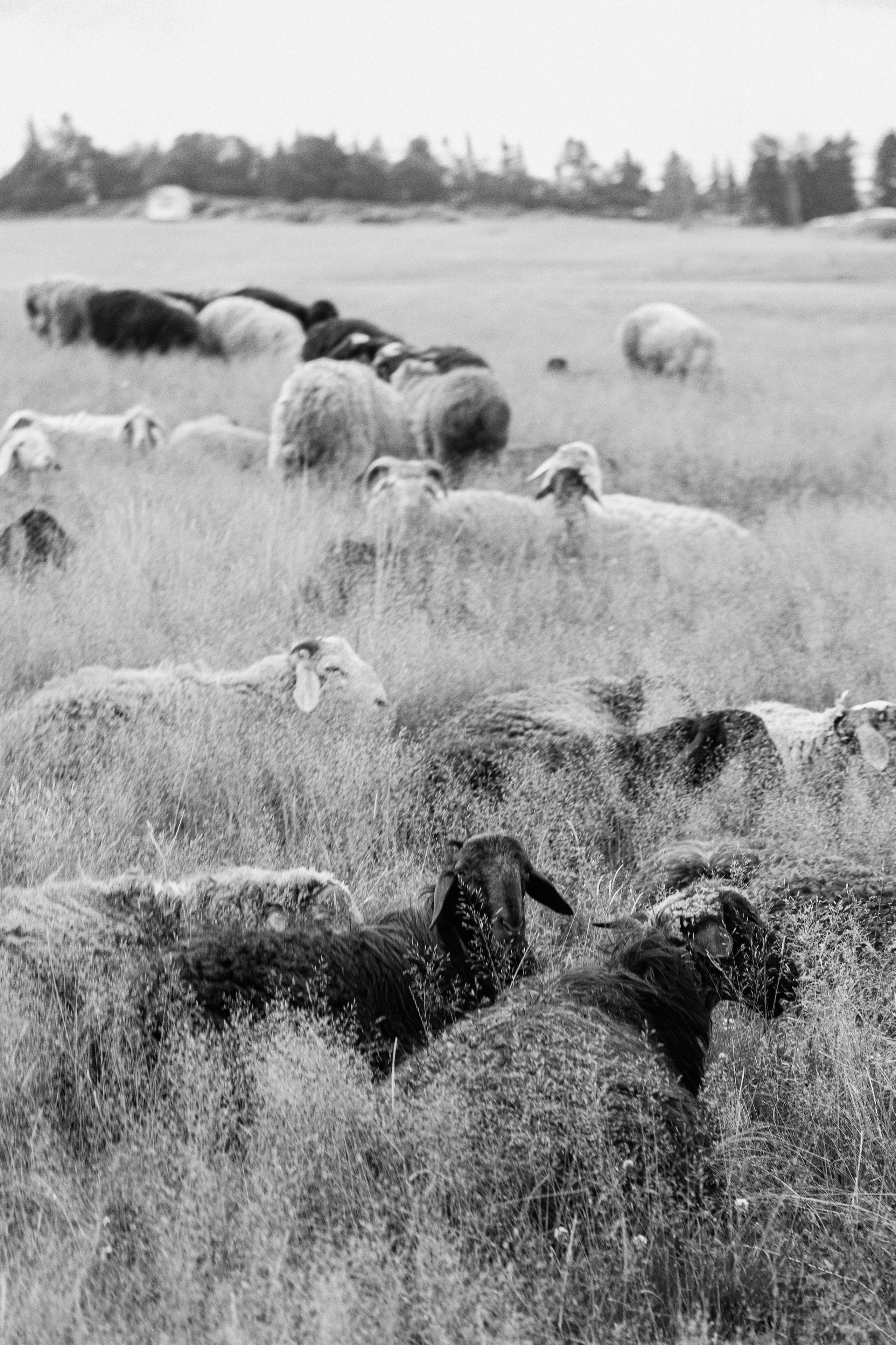 Элла Ферма. Юлия Космо — фуд-фотограф, предметный стилист, Москва
