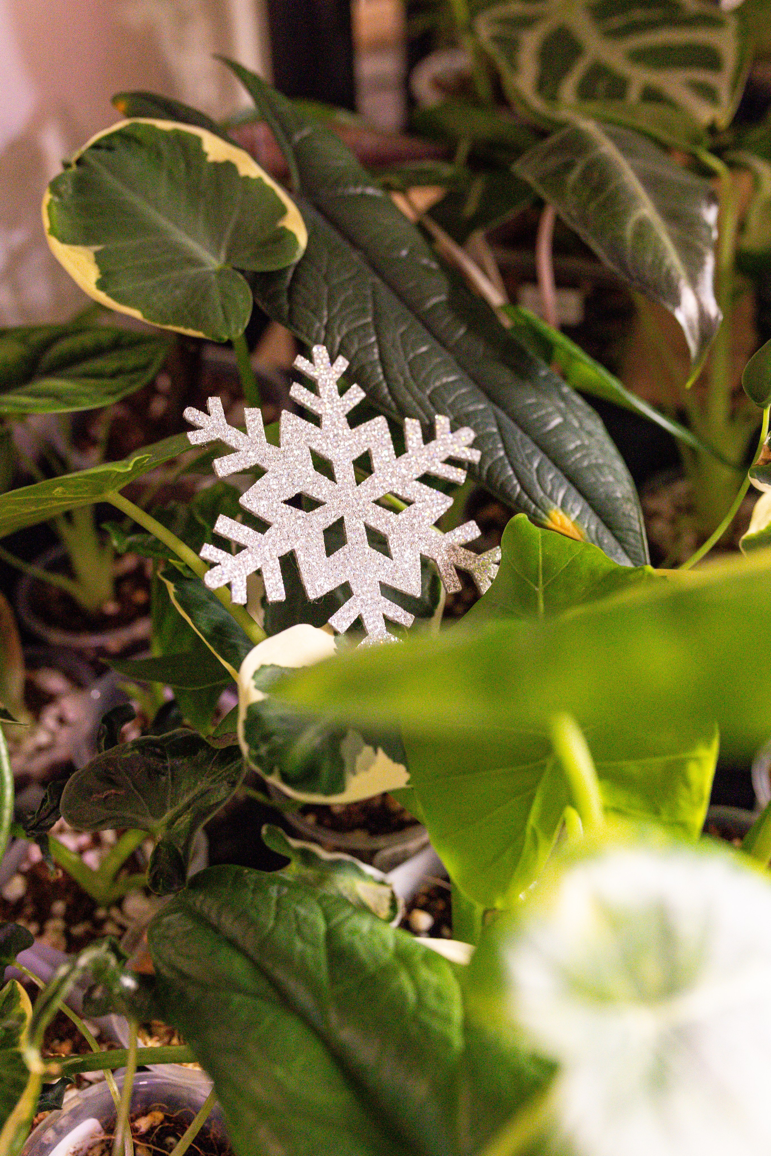 Growbox декабрь 2025. Александра Куликова фотограф, Москва